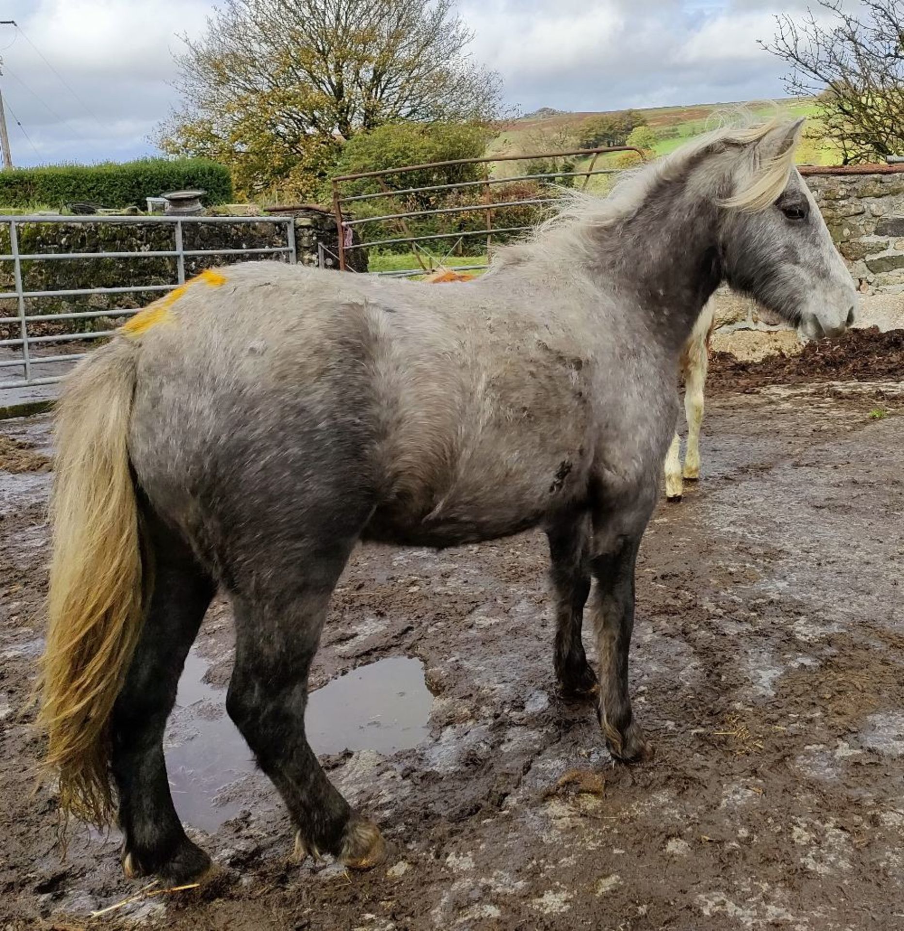 'GODSWORTHY' DARTMOOR HILL PONY GREY FILLY APPROX 18 MONTHS OLD - Image 8 of 10