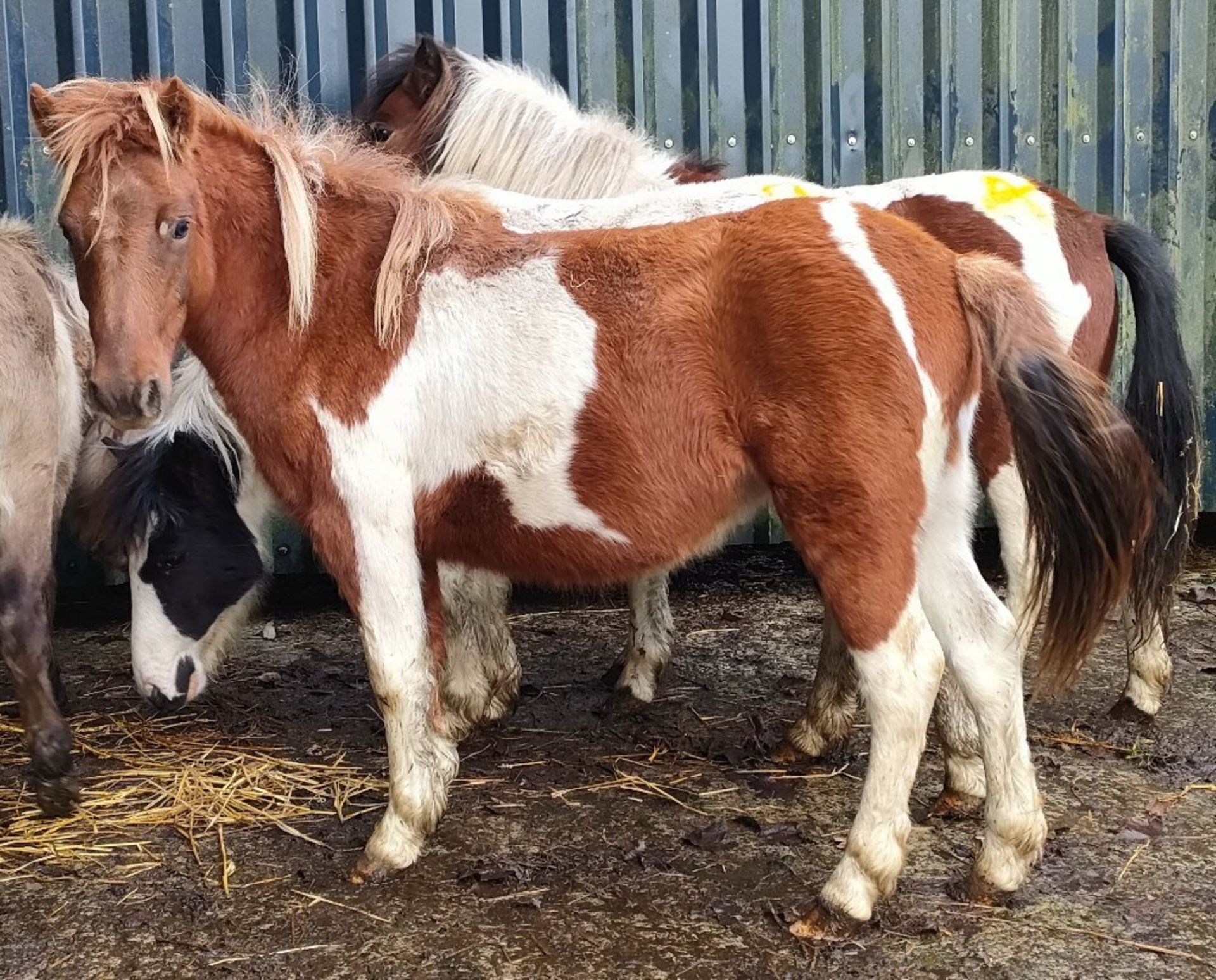 'GODSWORTHY' DARTMOOR HILL PONY SKEWBALD FILLY APPROX 18 MONTHS OLD - Image 6 of 6