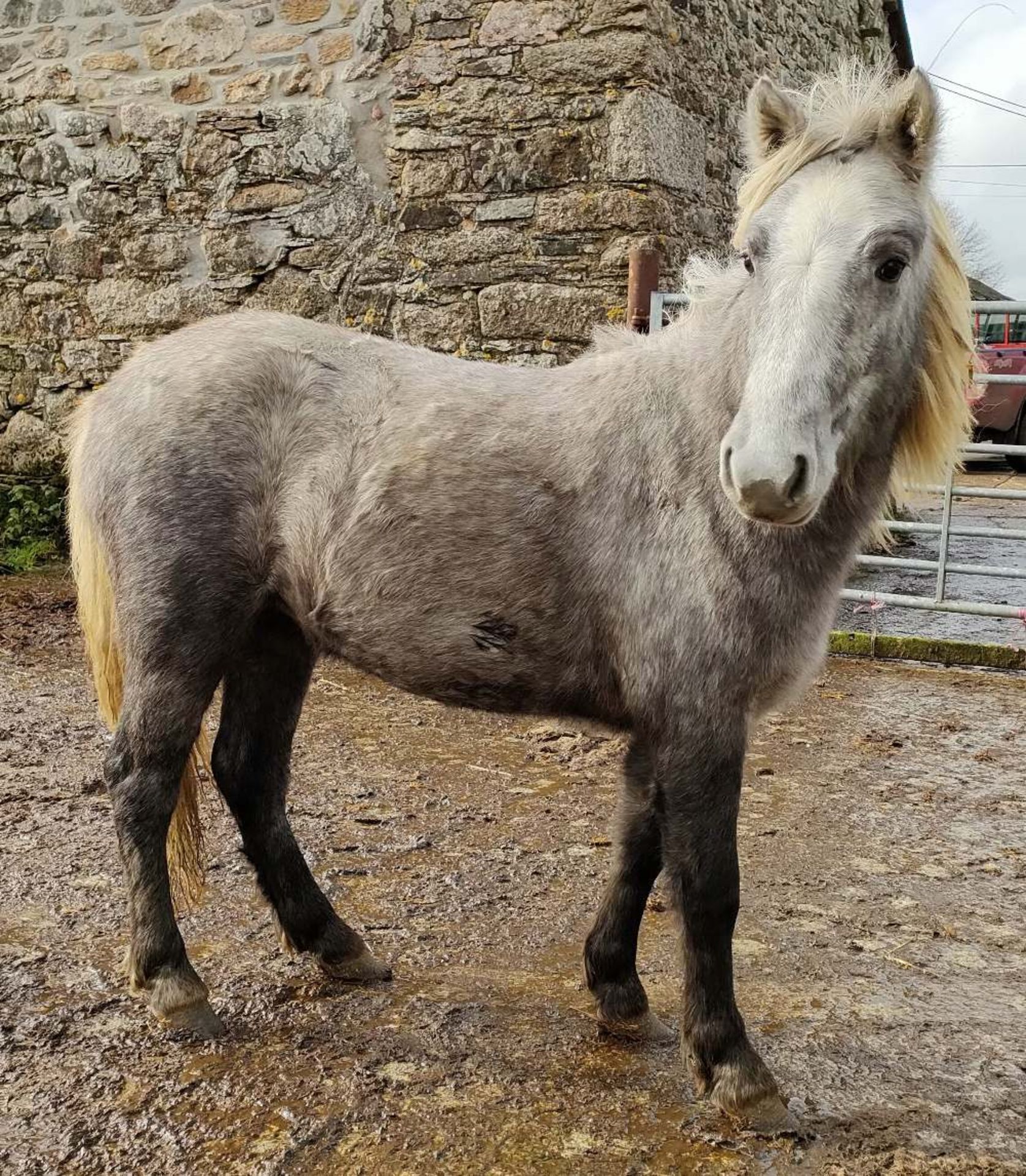 'GODSWORTHY' DARTMOOR HILL PONY GREY FILLY APPROX 18 MONTHS OLD - Image 10 of 10