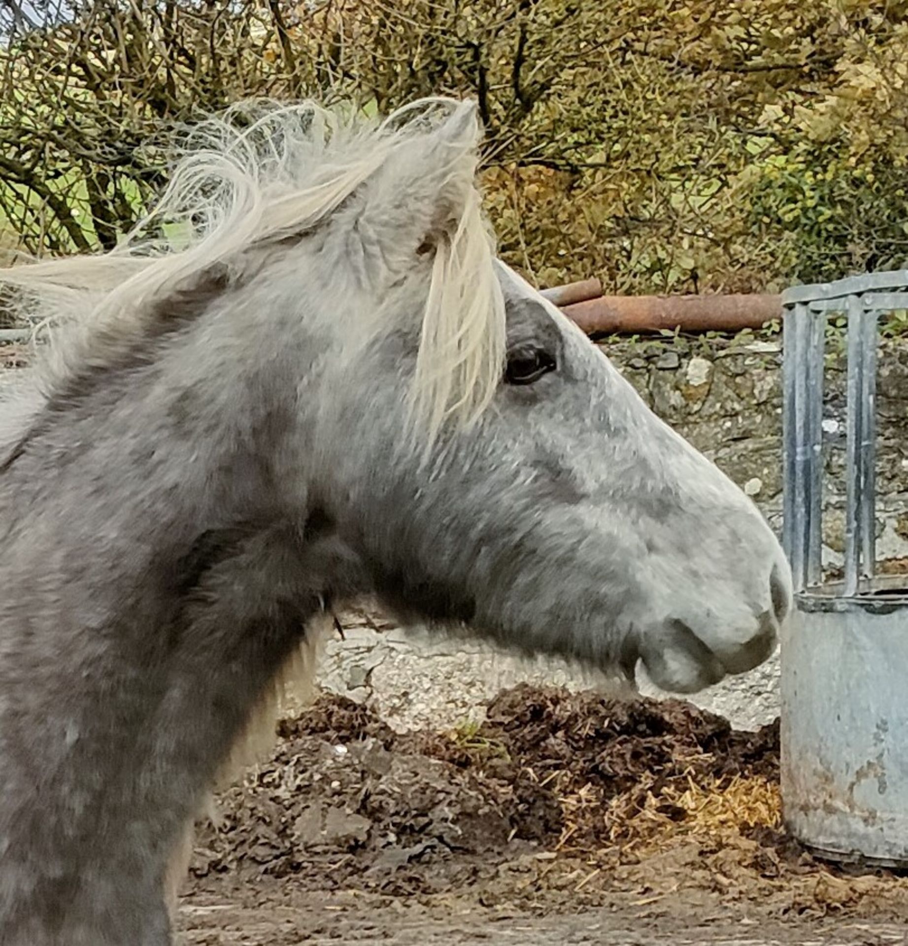 'GODSWORTHY' DARTMOOR HILL PONY GREY FILLY APPROX 18 MONTHS OLD - Image 7 of 10