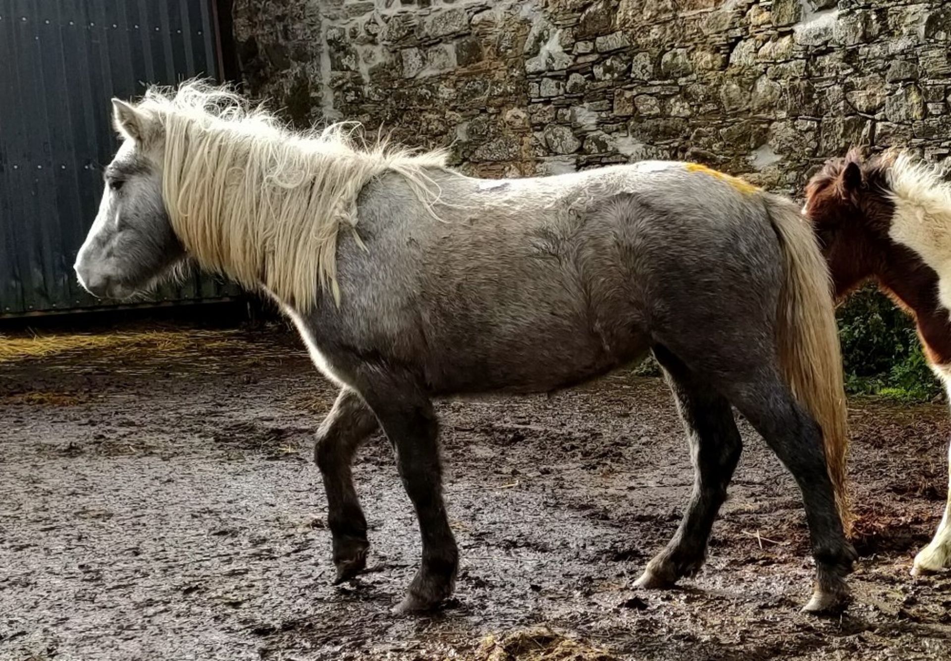 'GODSWORTHY' DARTMOOR HILL PONY GREY FILLY APPROX 18 MONTHS OLD - Image 5 of 10