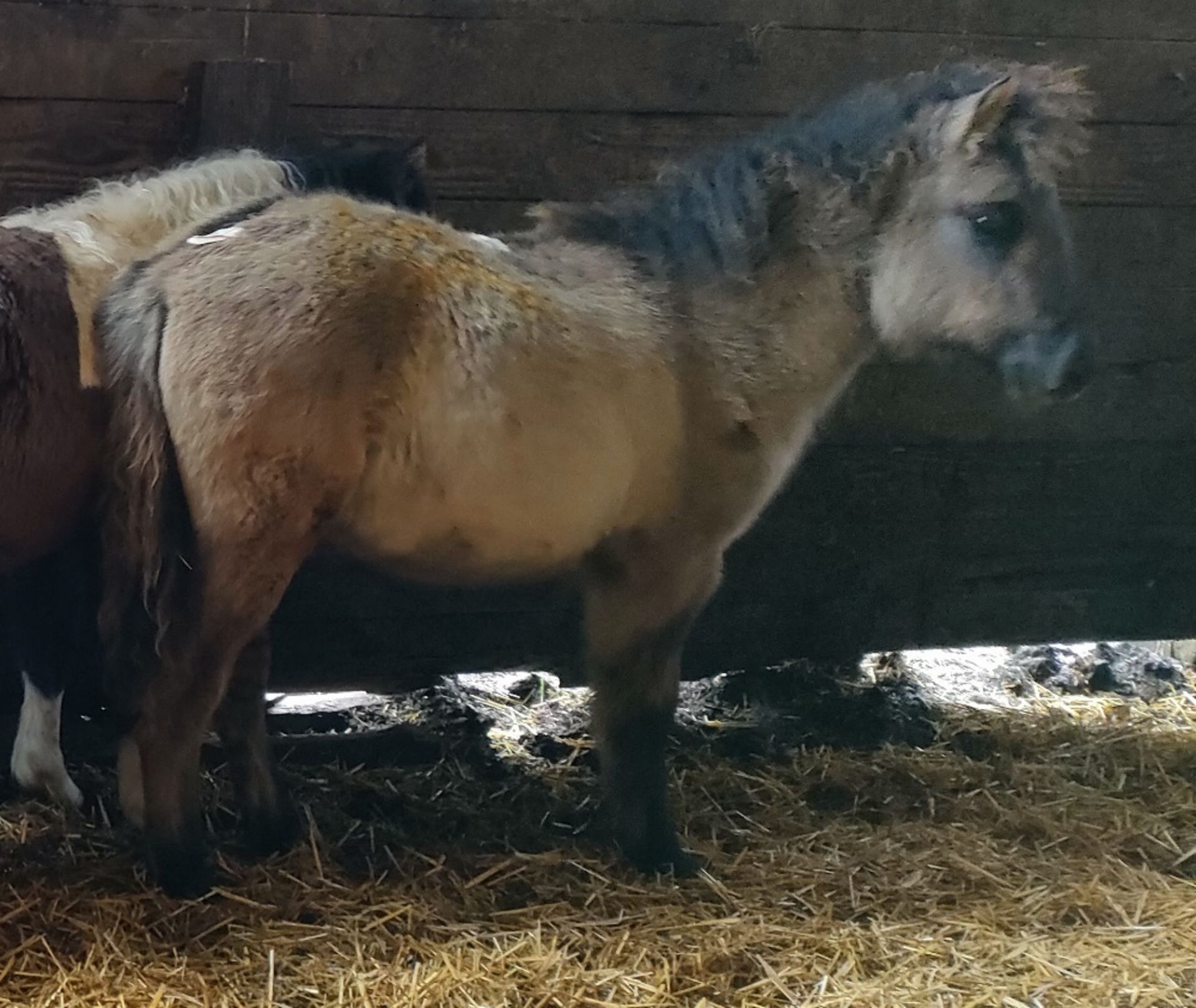 'VIXEN QUEEN'S LADY IN WAITING' SHETLAND X DUN FILLY APPROX 6 MONTHS OLD - Image 6 of 10