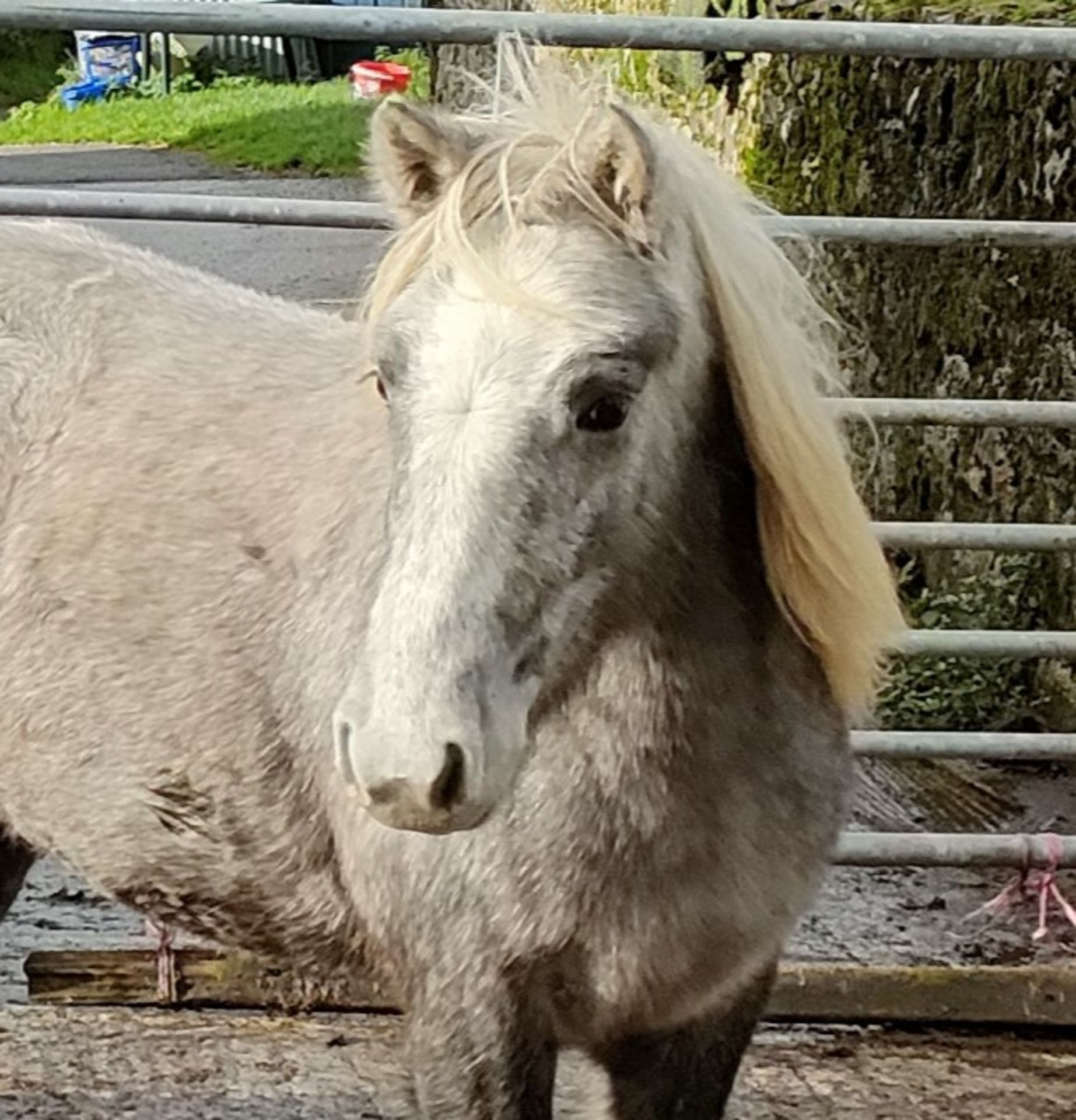 'GODSWORTHY' DARTMOOR HILL PONY GREY FILLY APPROX 18 MONTHS OLD