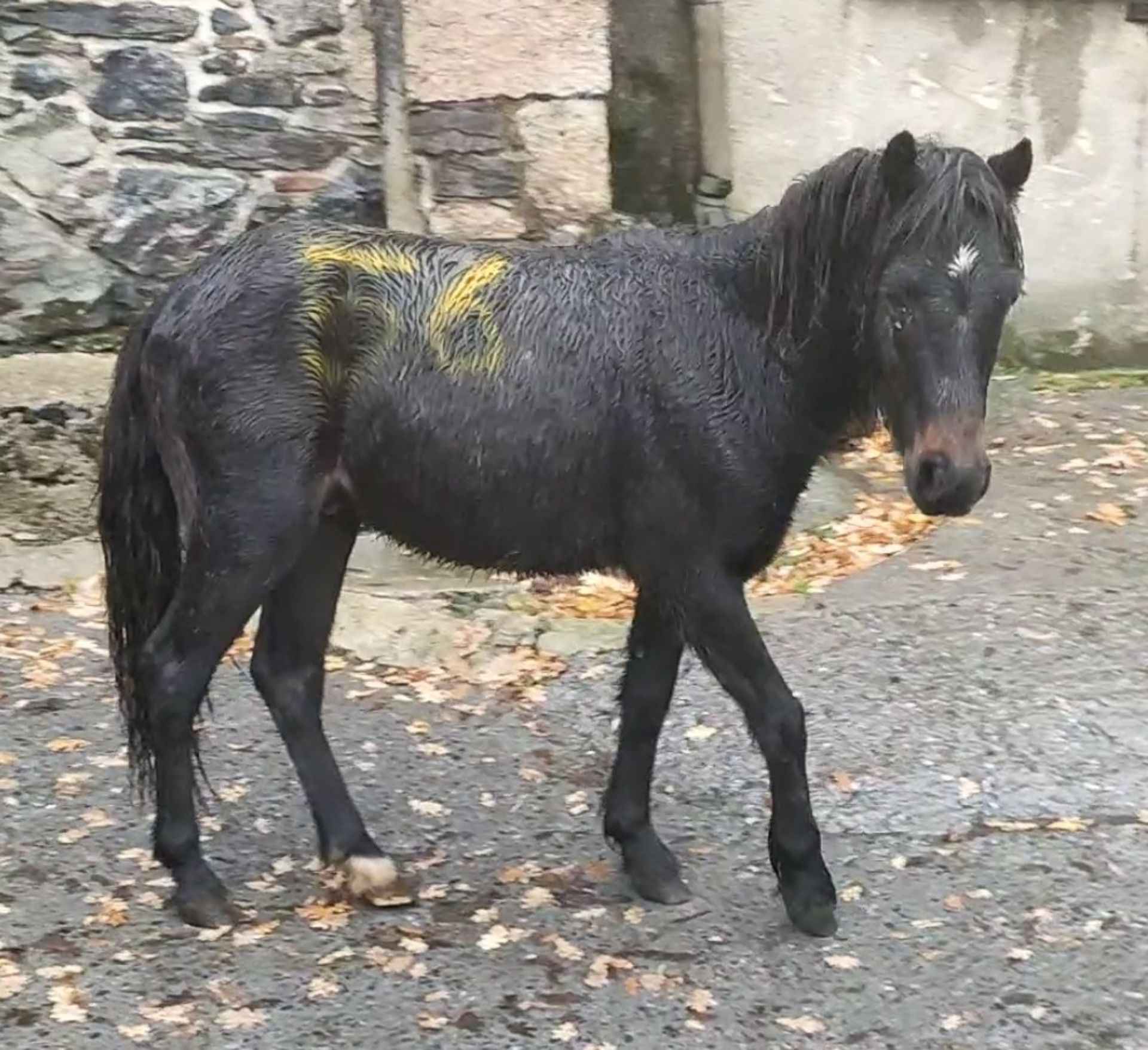 'LEIGH TOR' DARTMOOR HILL PONY BAY COLT APPROX 18 MONTHS OLD - Image 3 of 3