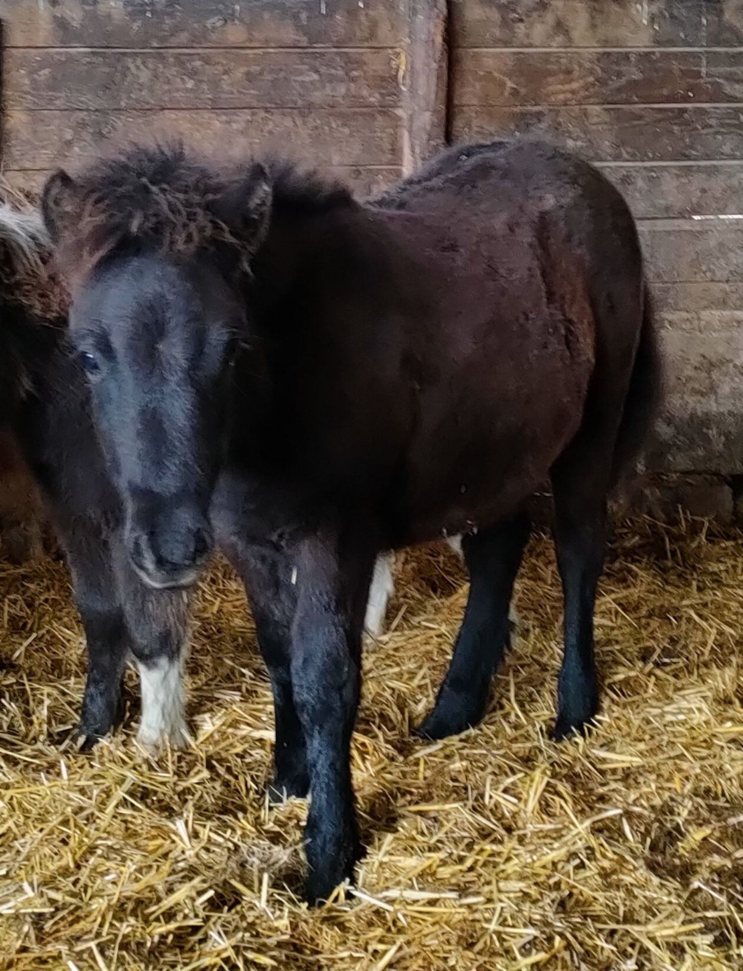 'VIXEN QUEEN'S GUARDSMAN' SHETLAND X BAY COLT APPROX 6 MONTHS OLD - Image 2 of 6