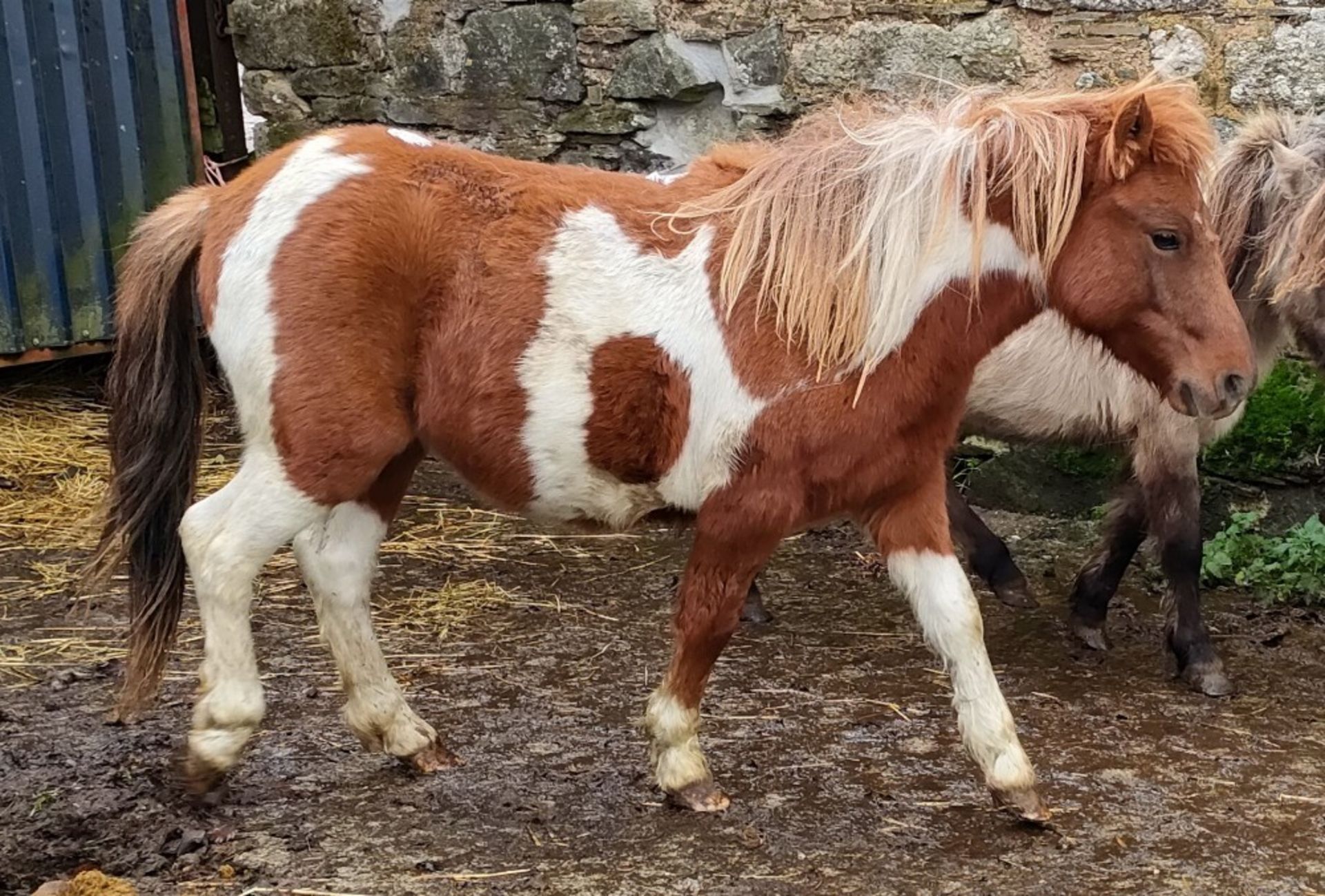 'GODSWORTHY' DARTMOOR HILL PONY SKEWBALD FILLY APPROX 18 MONTHS OLD - Image 4 of 6