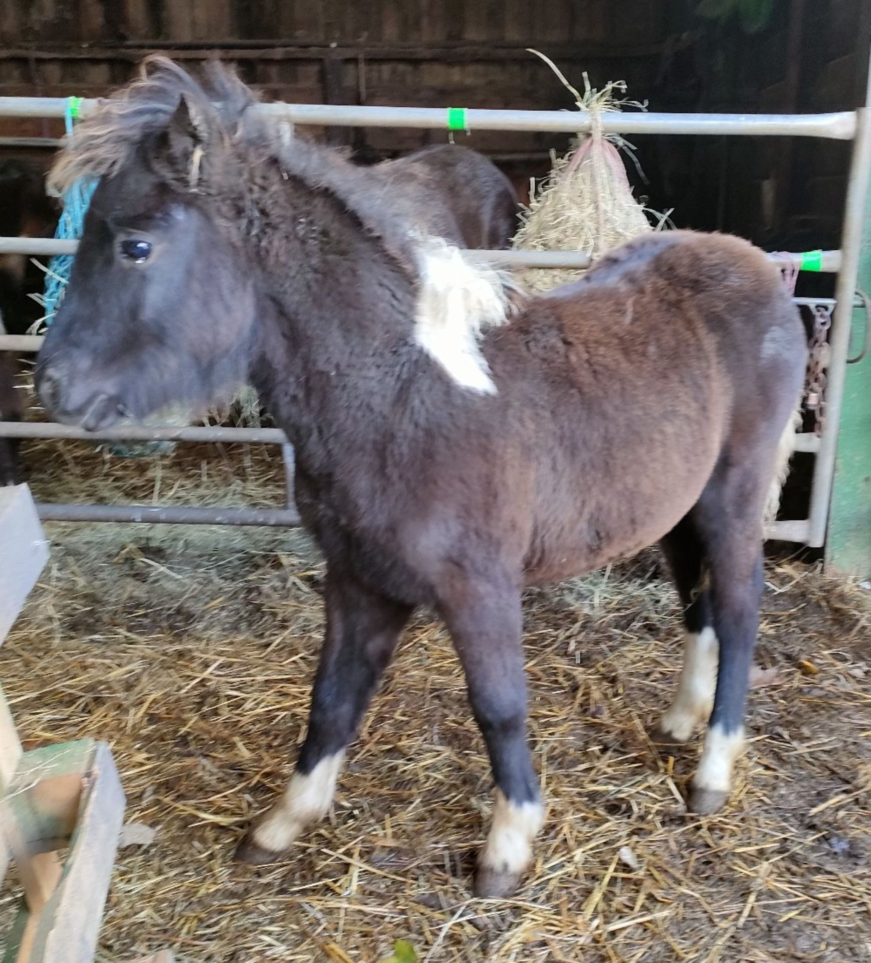 'CATOR' DARTMOOR HILL PONY PIEBALD FILLY FOAL - Image 2 of 10