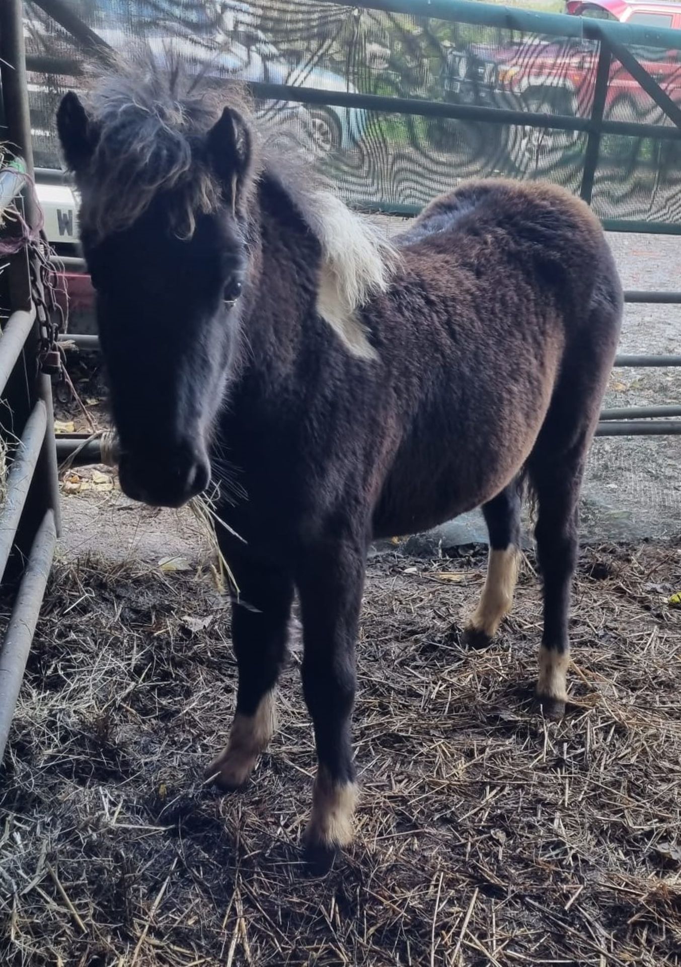 'CATOR' DARTMOOR HILL PONY PIEBALD FILLY FOAL - Image 10 of 10