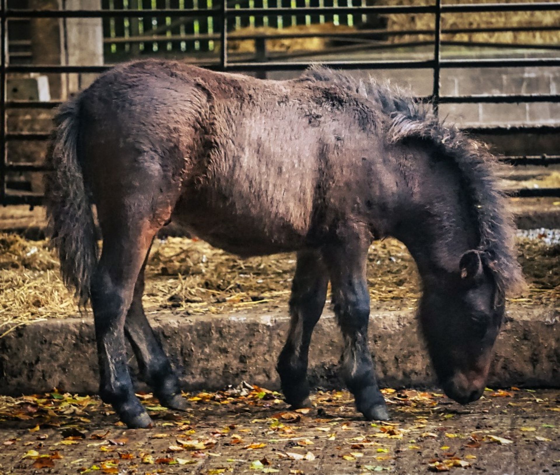 'VIXEN QUEEN'S PROTECTOR' SHETLAND X BAY COLT APPROX 6 MONTHS OLD