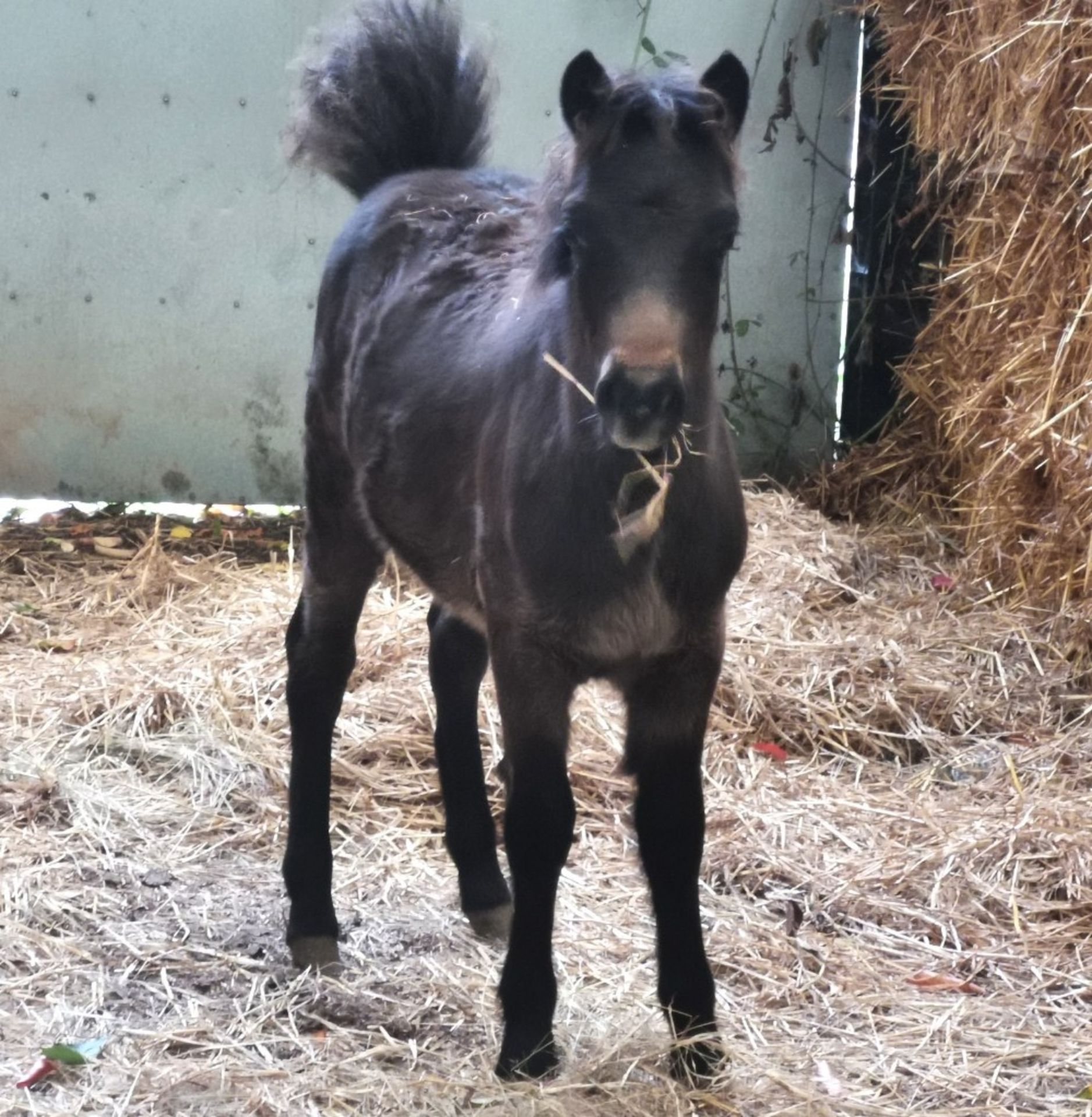 'HOLNE COURT HERBY' DARTMOOR HILL PONY DARK BAY COLT APPROX 6 MONTHS OLD - Image 5 of 5