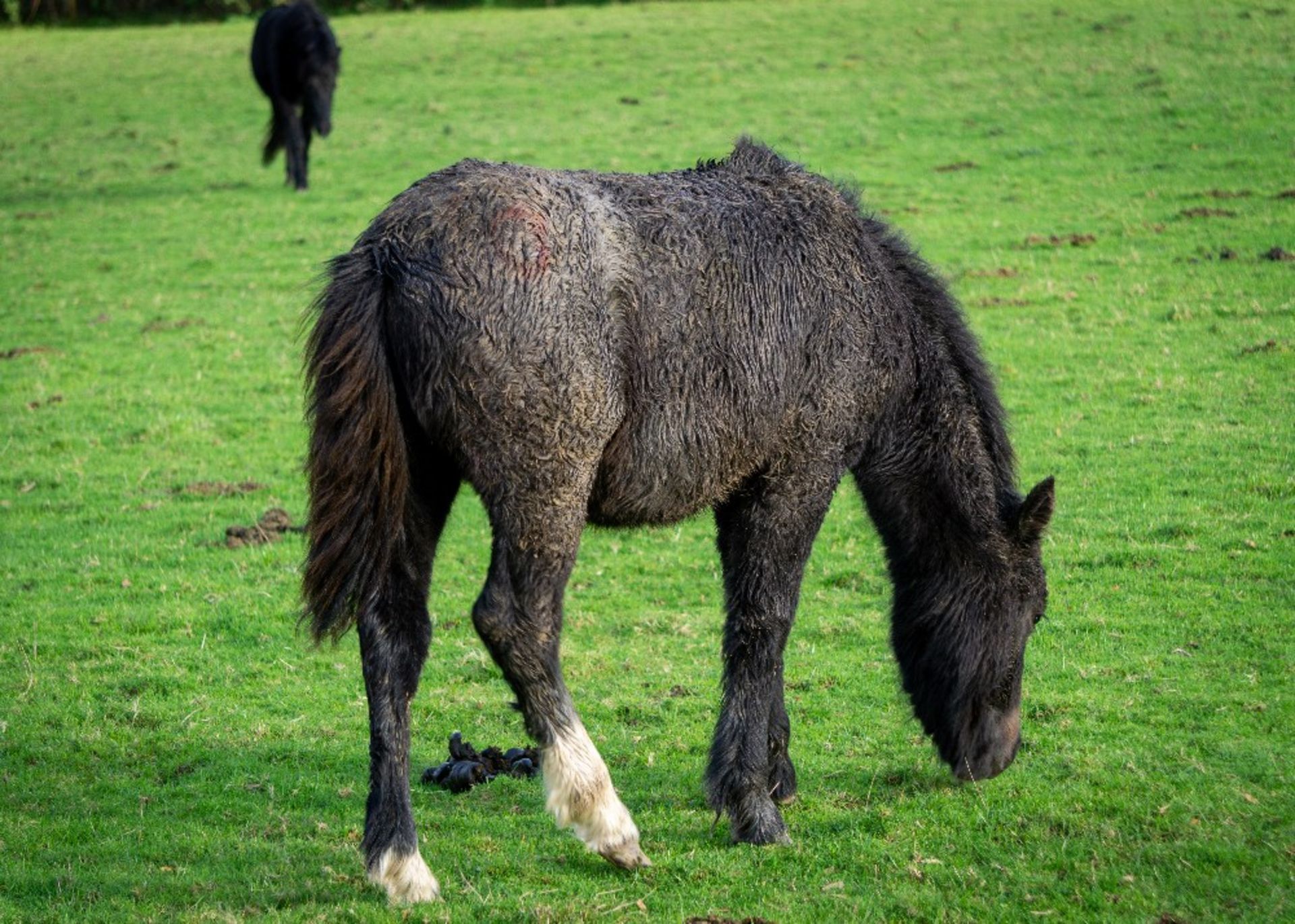 'LEIGH TOR' DARTMOOR HILL PONY IRON GREY FILLY FOAL - Image 2 of 4
