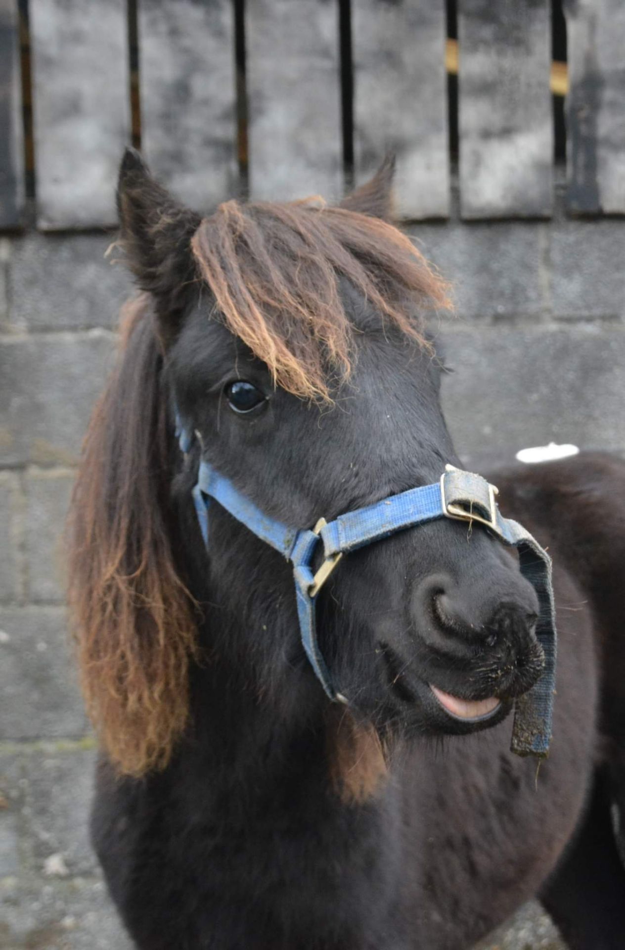 'BLACKATOR LILLIBET' DARTMOOR HILL PONY BLACK FILLY APPROX 7 MONTHS OLD - Image 5 of 7