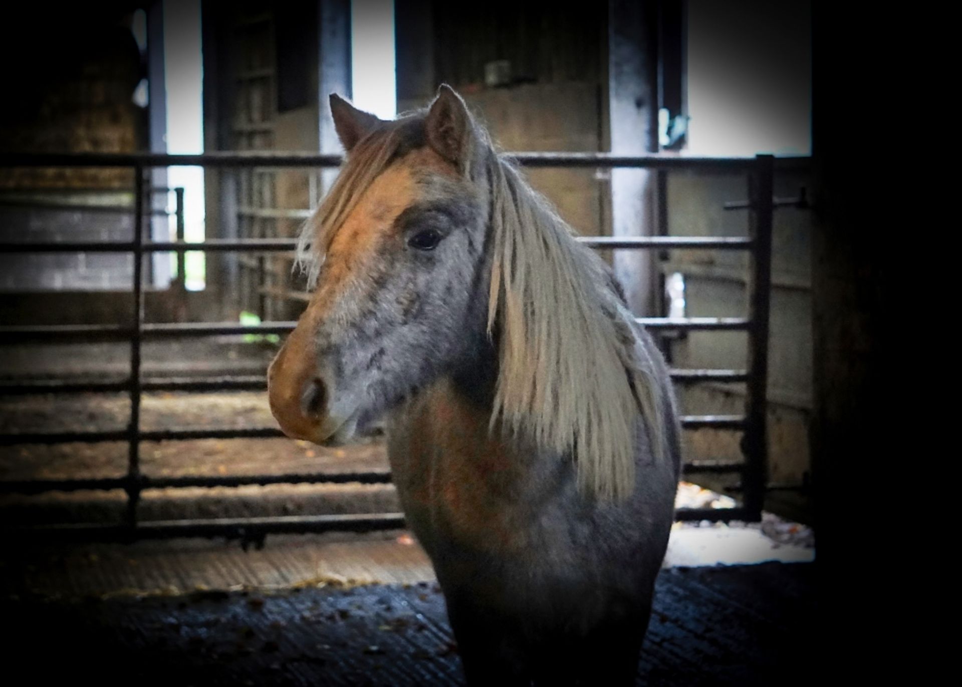 'GODSWORTHY' DARTMOOR HILL PONY GREY FILLY APPROX 18 MONTHS OLD - Image 4 of 10