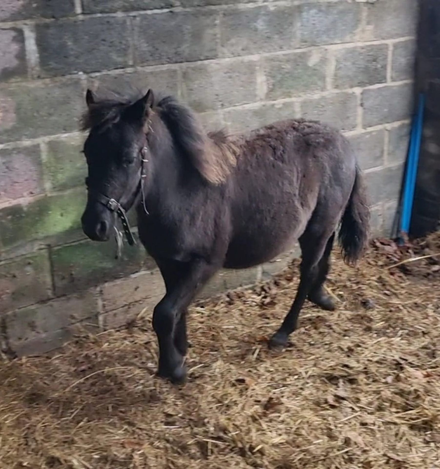 'FOXWORTHY' DARTMOOR HILL PONY BLACK FILLY FOAL