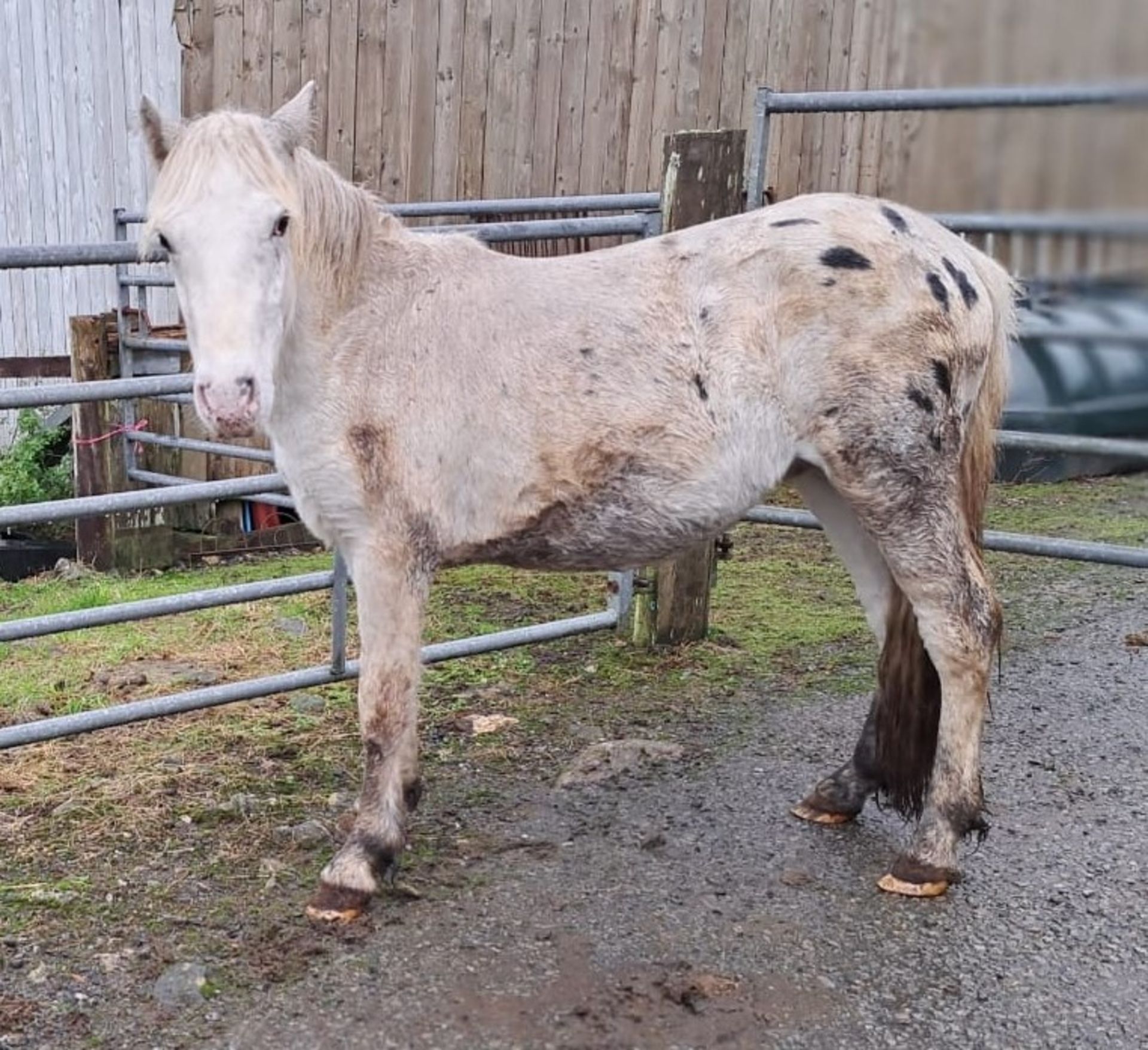 'WAYTOWN' DARTMOOR HILL PONY SPOTTED COLT APRROX 2 YEARS OLD - Image 5 of 7