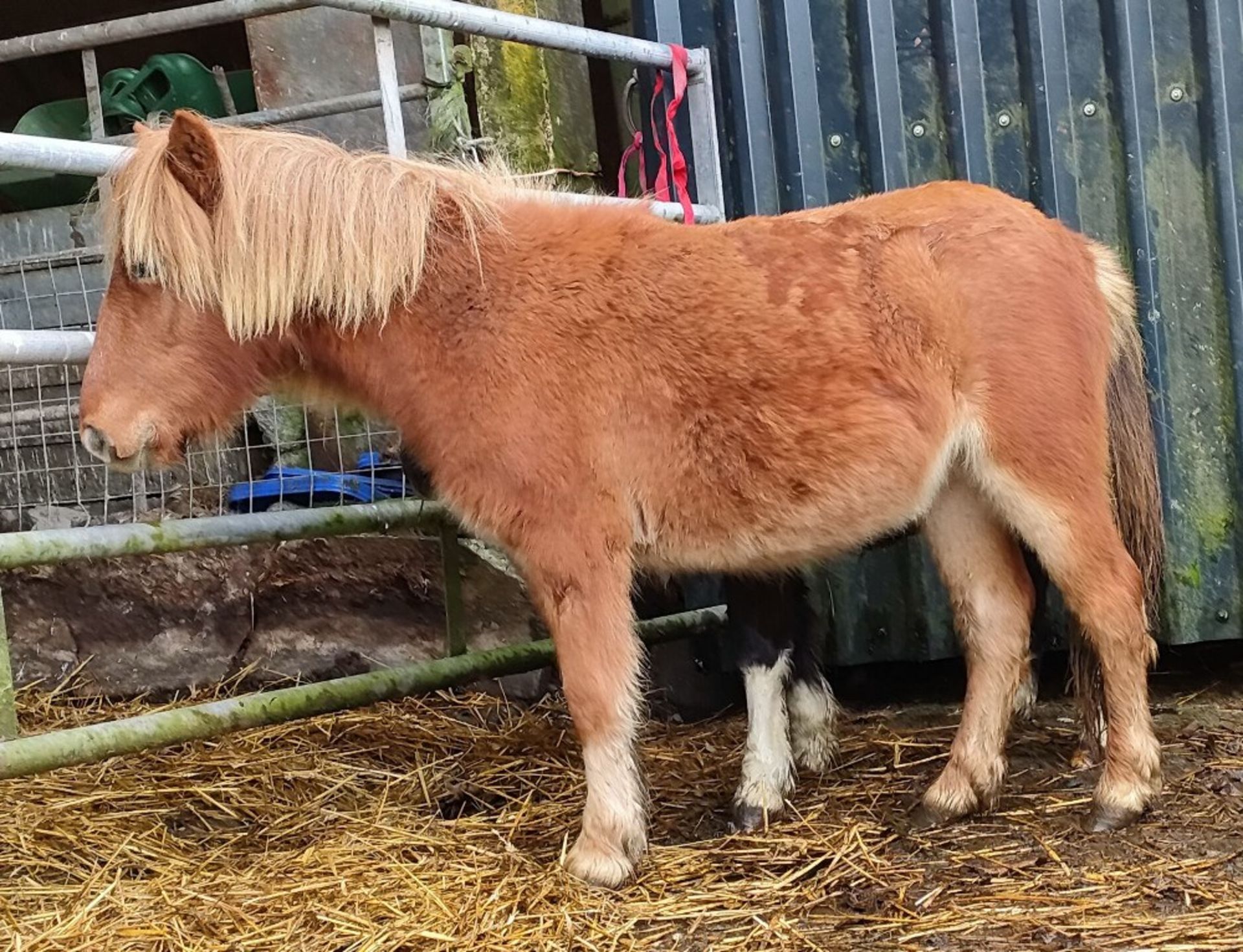 'GODSWORTHY' SHETLAND X CHESTNUT FILLY APPROX 18 MONTHS OLD - Image 5 of 9