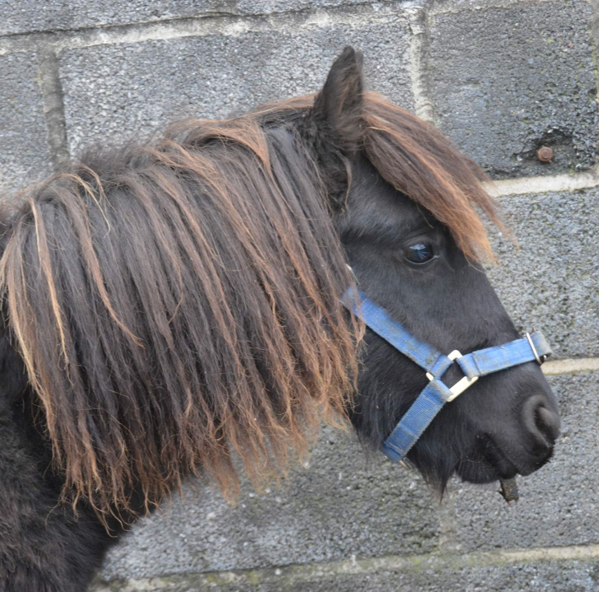 'BLACKATOR LILLIBET' DARTMOOR HILL PONY BLACK FILLY APPROX 7 MONTHS OLD - Image 2 of 7