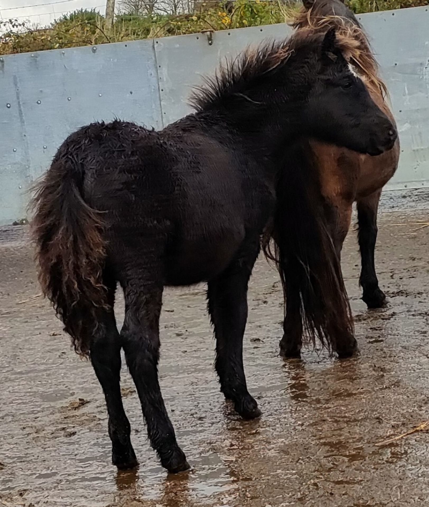 'MERRIBRIDGE HECTOR' DARTMOOR HILL PONY BLACK COLT FOAL - Image 7 of 9