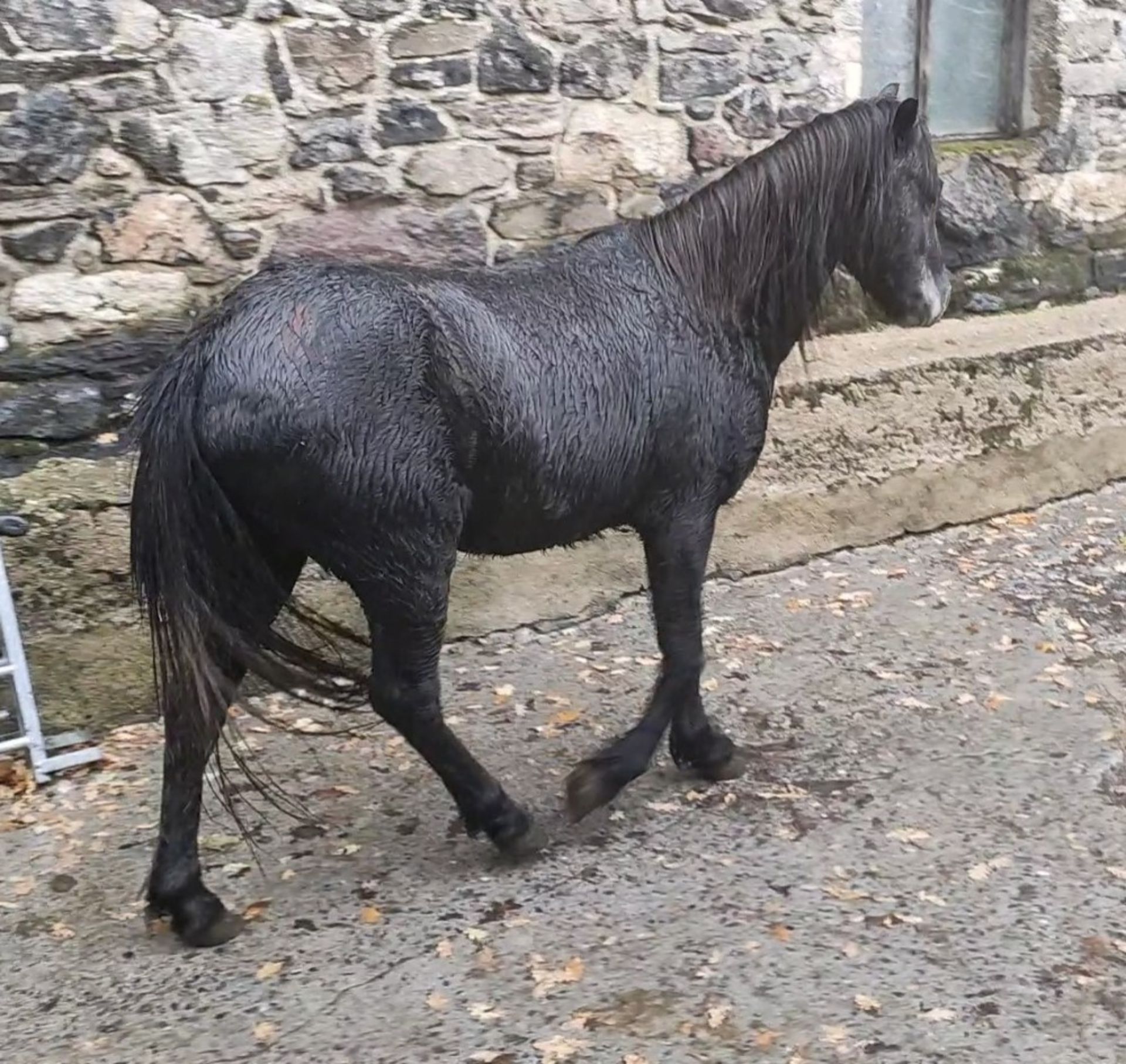 'LEIGH TOR' DARTMOOR HILL PONY BAY (LOOKS TO BE GOING GREY) COLT APPROX 18 MONTHS OLD - Image 2 of 4