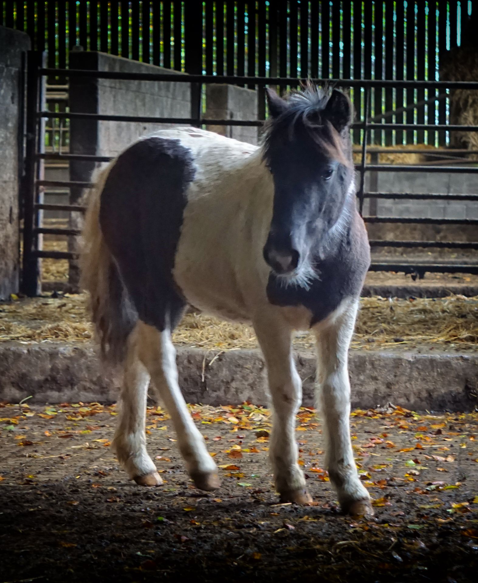 'VIXEN QUALITY STREET' DARTMOOR HILL PONY PIEBALD COLT APPROX 6 MONTHS OLD - Image 2 of 5