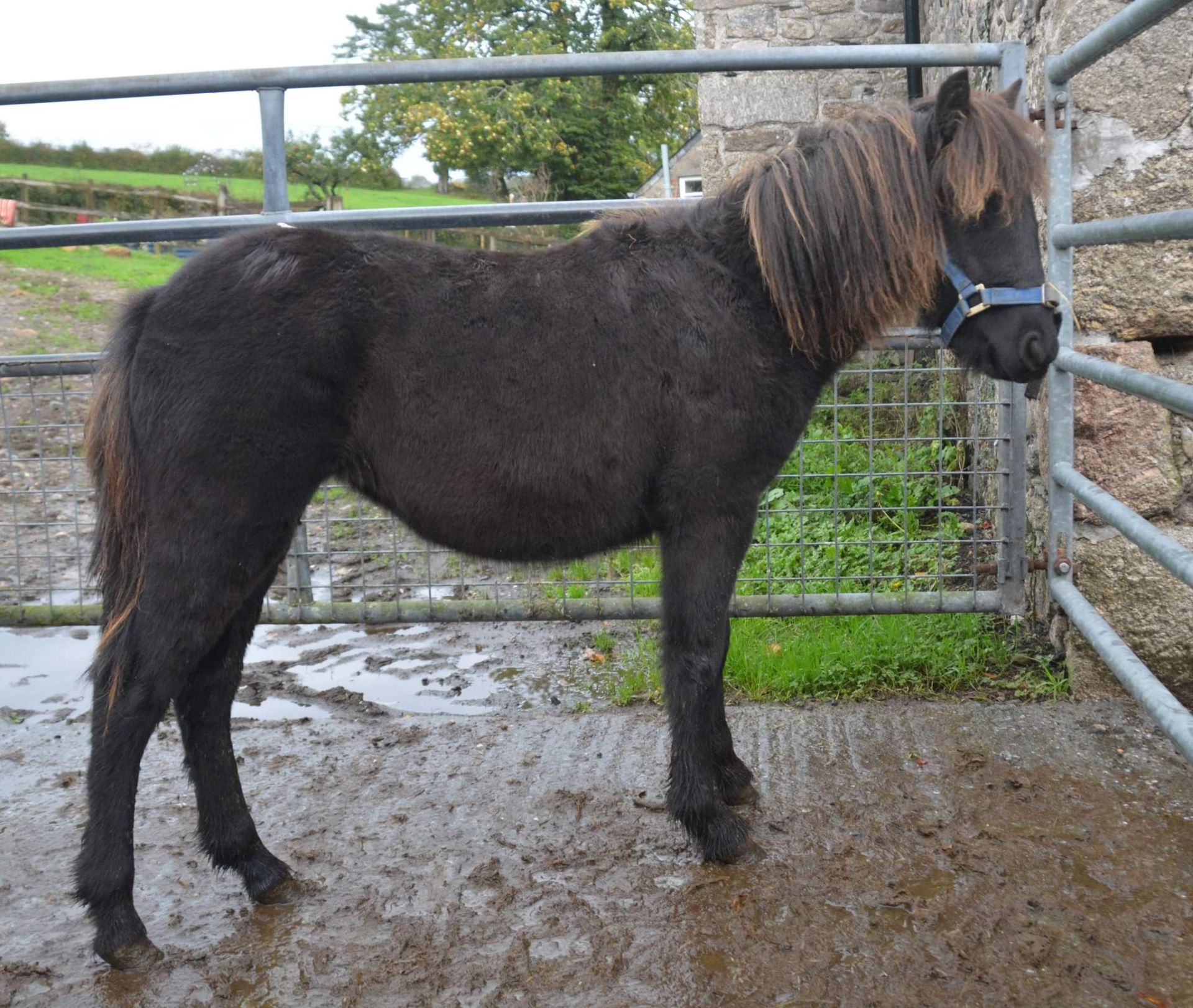 'BLACKATOR LILLIBET' DARTMOOR HILL PONY BLACK FILLY APPROX 7 MONTHS OLD - Image 3 of 7