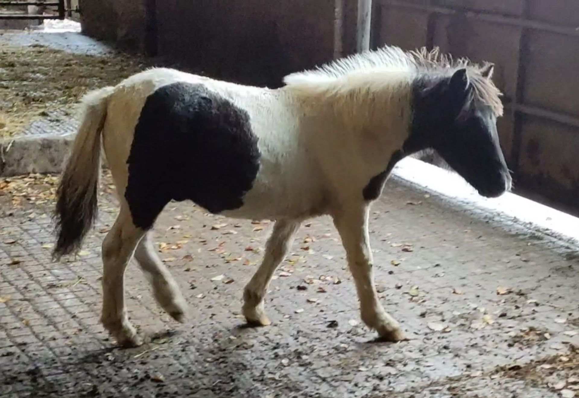 'VIXEN QUALITY STREET' DARTMOOR HILL PONY PIEBALD COLT APPROX 6 MONTHS OLD - Image 5 of 5