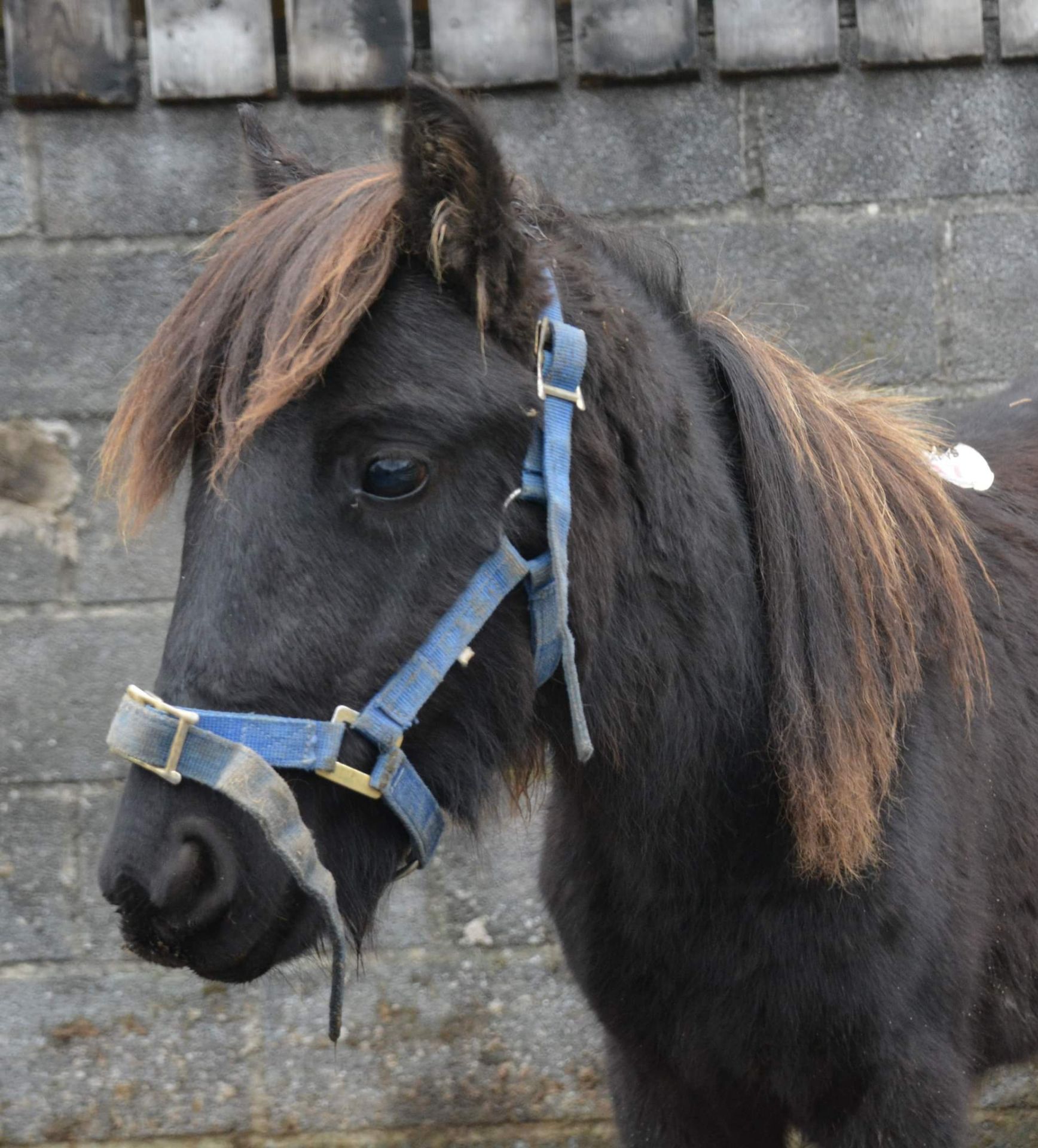 'BLACKATOR LILLIBET' DARTMOOR HILL PONY BLACK FILLY APPROX 7 MONTHS OLD