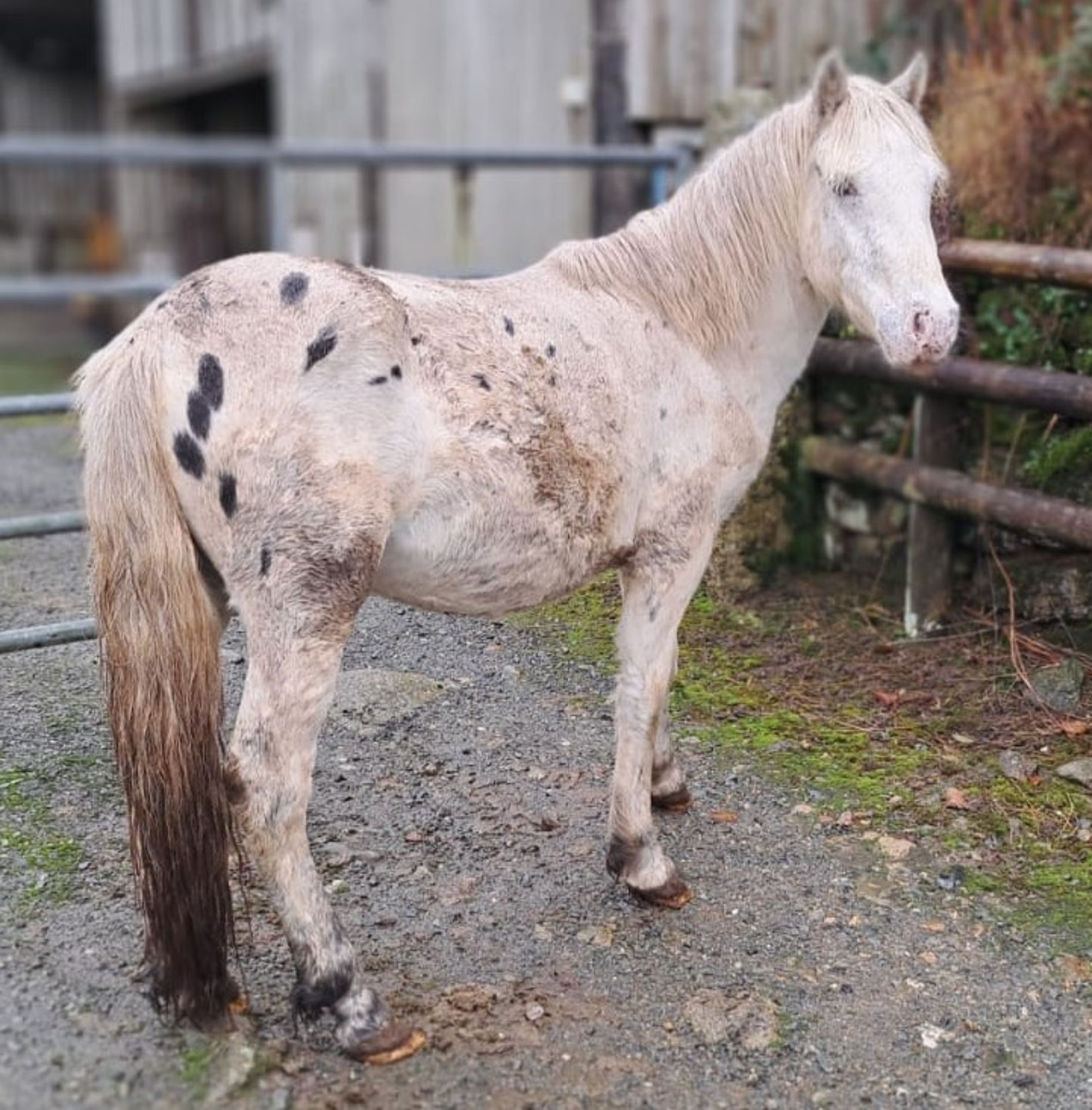 'WAYTOWN' DARTMOOR HILL PONY SPOTTED COLT APRROX 2 YEARS OLD