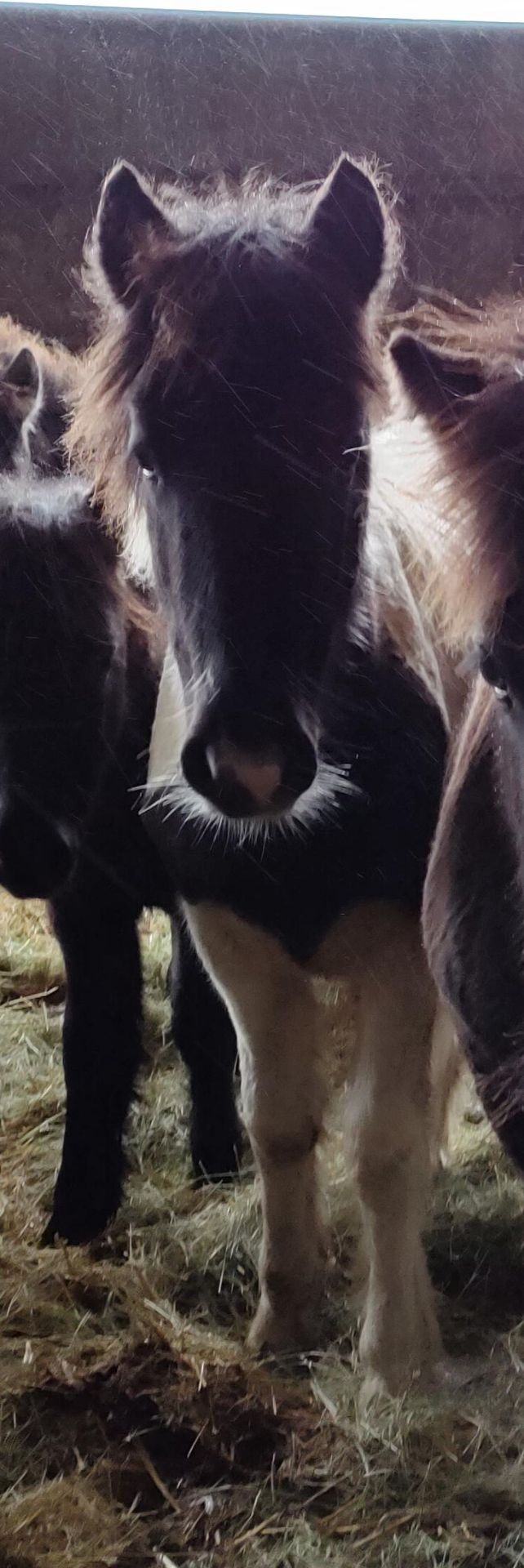 'VIXEN QUALITY STREET' DARTMOOR HILL PONY PIEBALD COLT APPROX 6 MONTHS OLD - Image 3 of 5