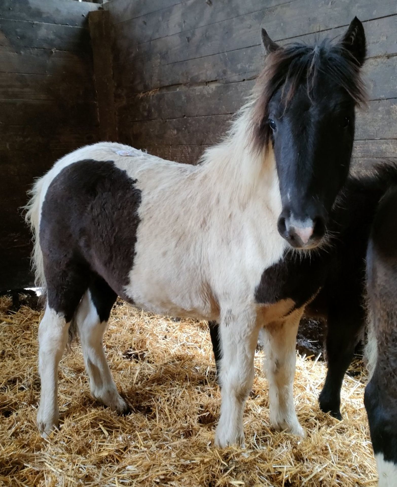 'VIXEN QUALITY STREET' DARTMOOR HILL PONY PIEBALD COLT APPROX 6 MONTHS OLD - Image 4 of 5