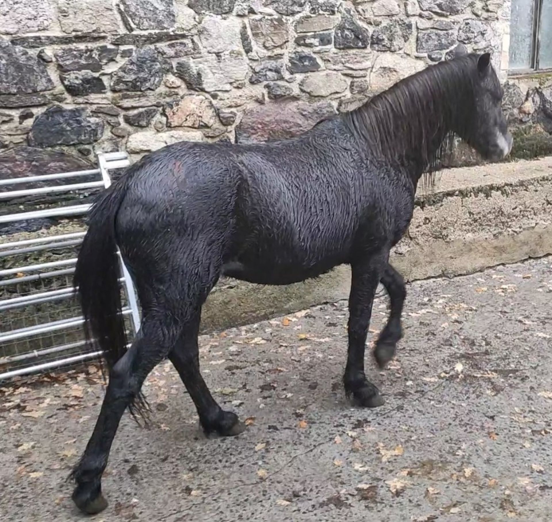 'LEIGH TOR' DARTMOOR HILL PONY BAY (LOOKS TO BE GOING GREY) COLT APPROX 18 MONTHS OLD - Image 3 of 4