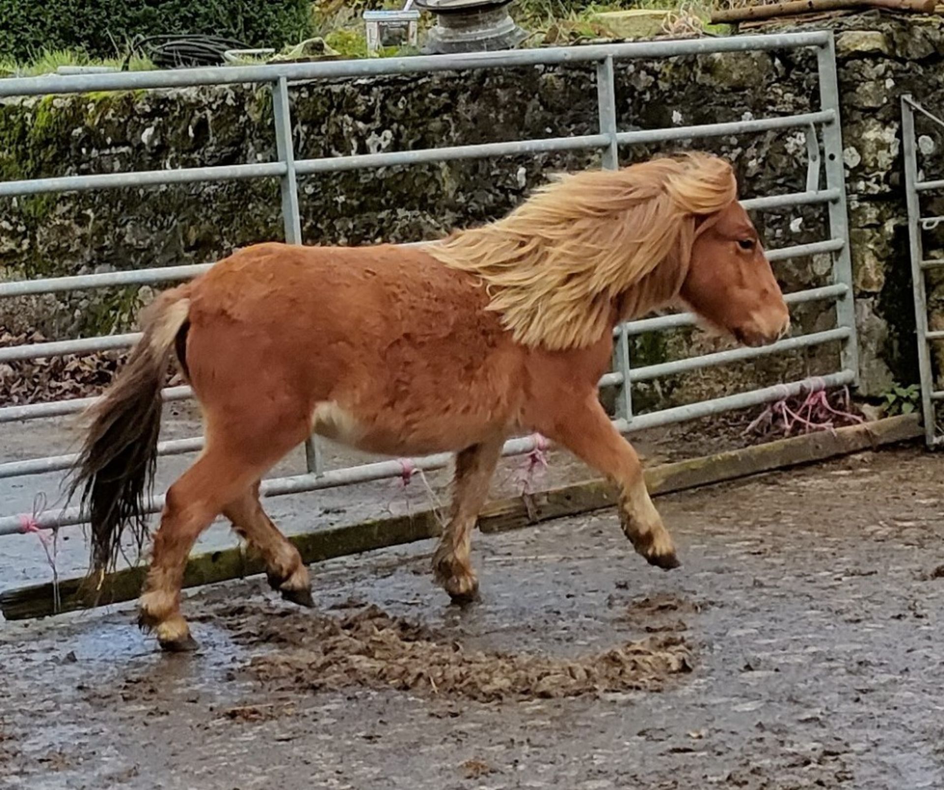 'GODSWORTHY' SHETLAND X CHESTNUT FILLY APPROX 18 MONTHS OLD