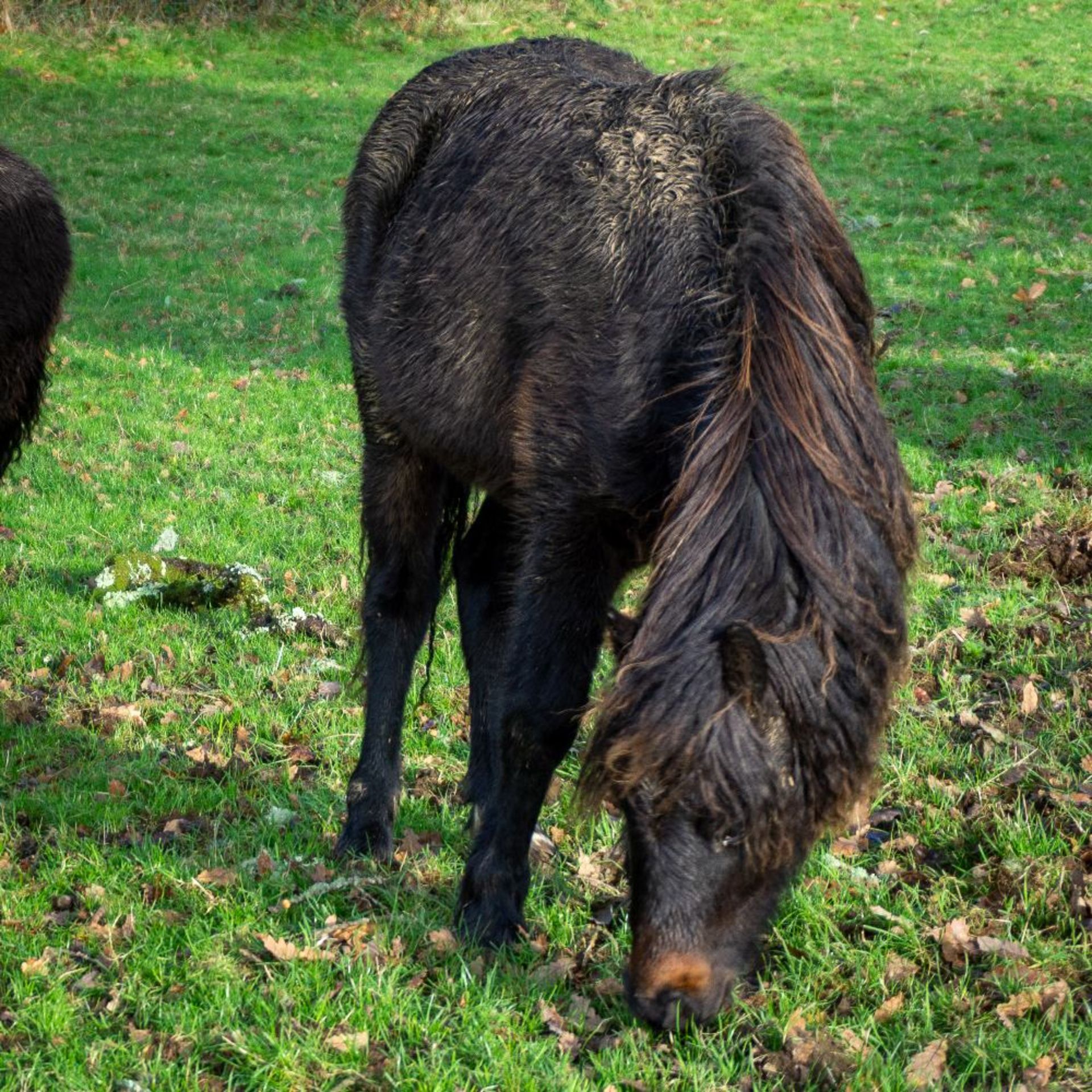 'LEIGH TOR' DARTMOOR HILL PONY BAY COLT APPROX 18 MONTHS OLD