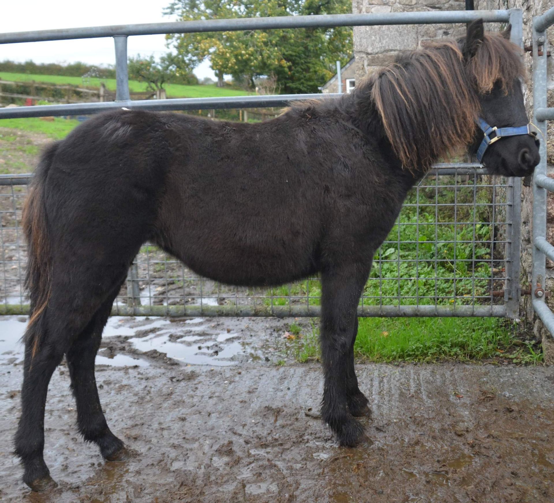 'BLACKATOR LILLIBET' DARTMOOR HILL PONY BLACK FILLY APPROX 7 MONTHS OLD - Image 6 of 7