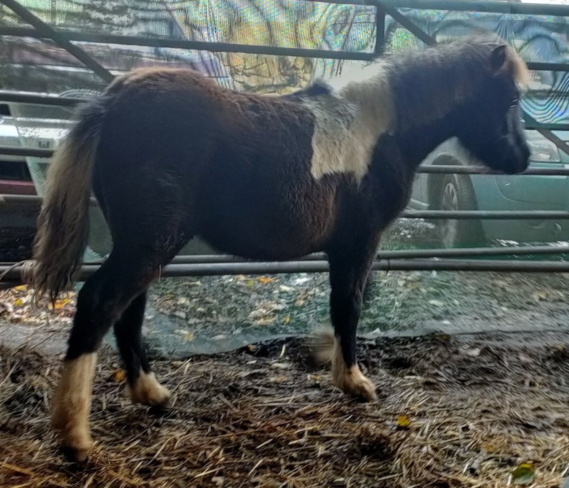 'CATOR' DARTMOOR HILL PONY PIEBALD FILLY FOAL - Image 5 of 10