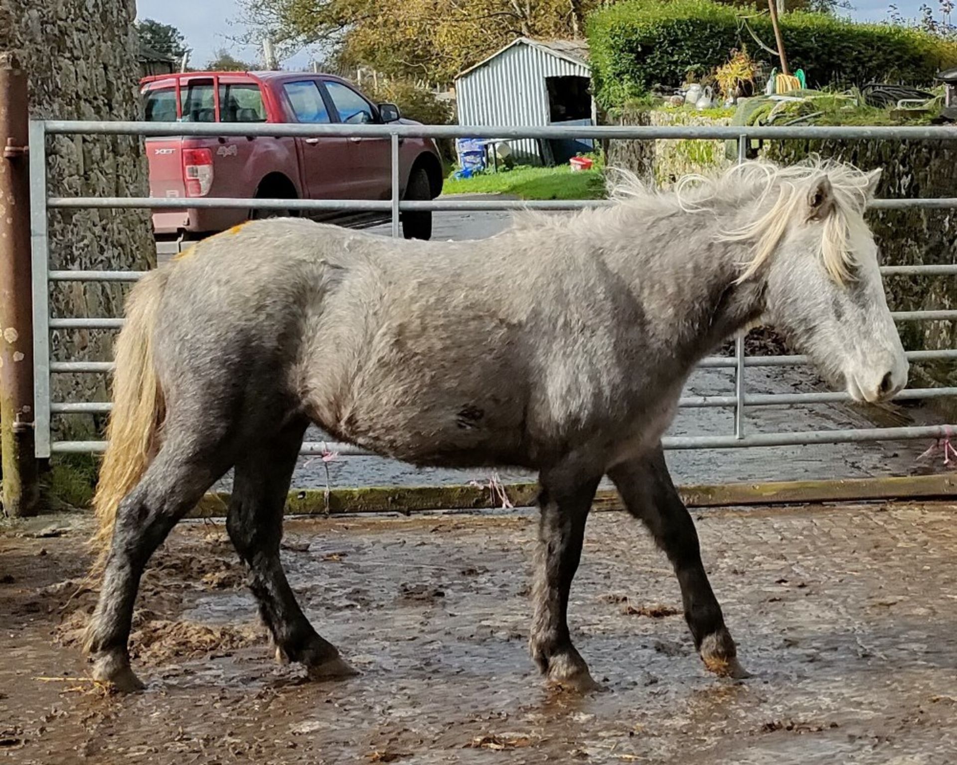 'GODSWORTHY' DARTMOOR HILL PONY GREY FILLY APPROX 18 MONTHS OLD - Image 9 of 10