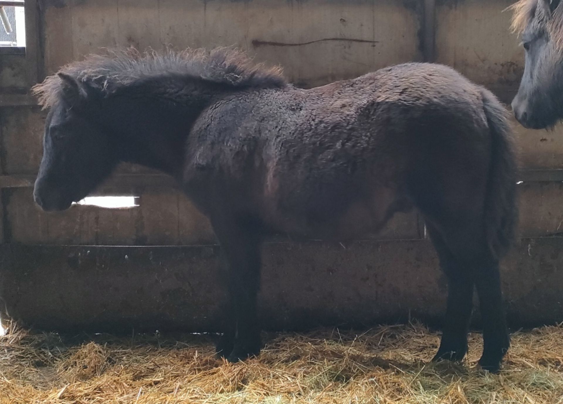 'VIXEN QUEEN'S GUARDSMAN' SHETLAND X BAY COLT APPROX 6 MONTHS OLD - Image 4 of 6