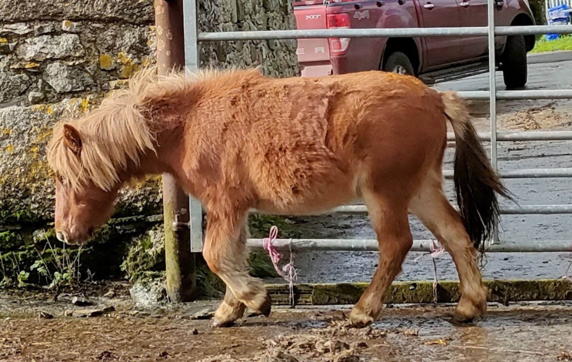 'GODSWORTHY' SHETLAND X CHESTNUT FILLY APPROX 18 MONTHS OLD - Image 3 of 9