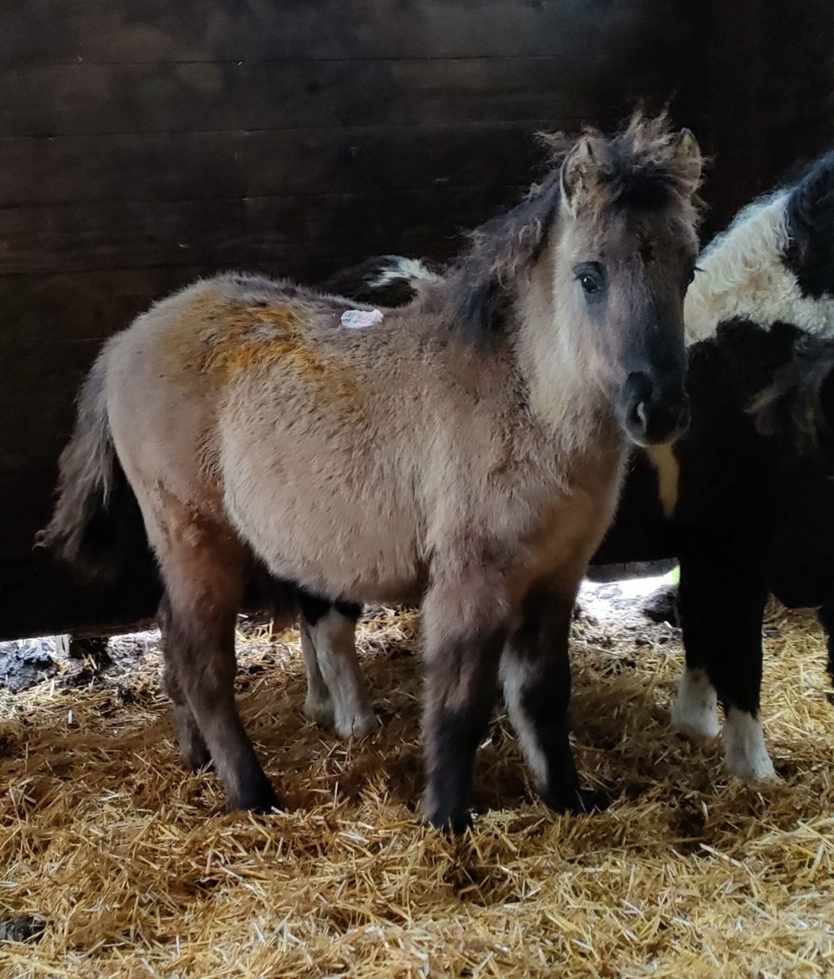 'VIXEN QUEEN'S LADY IN WAITING' SHETLAND X DUN FILLY APPROX 6 MONTHS OLD