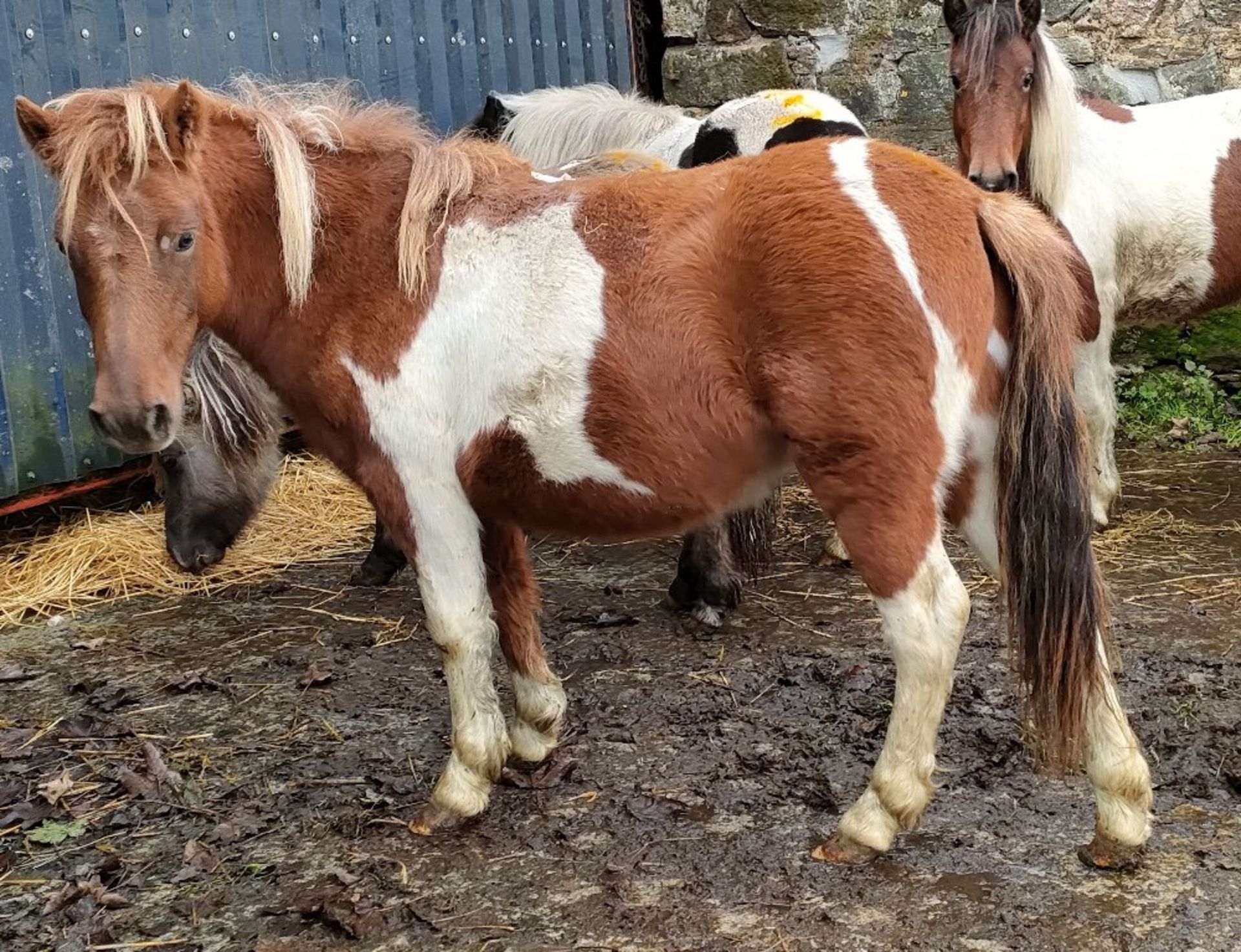 'GODSWORTHY' DARTMOOR HILL PONY SKEWBALD FILLY APPROX 18 MONTHS OLD - Image 3 of 6