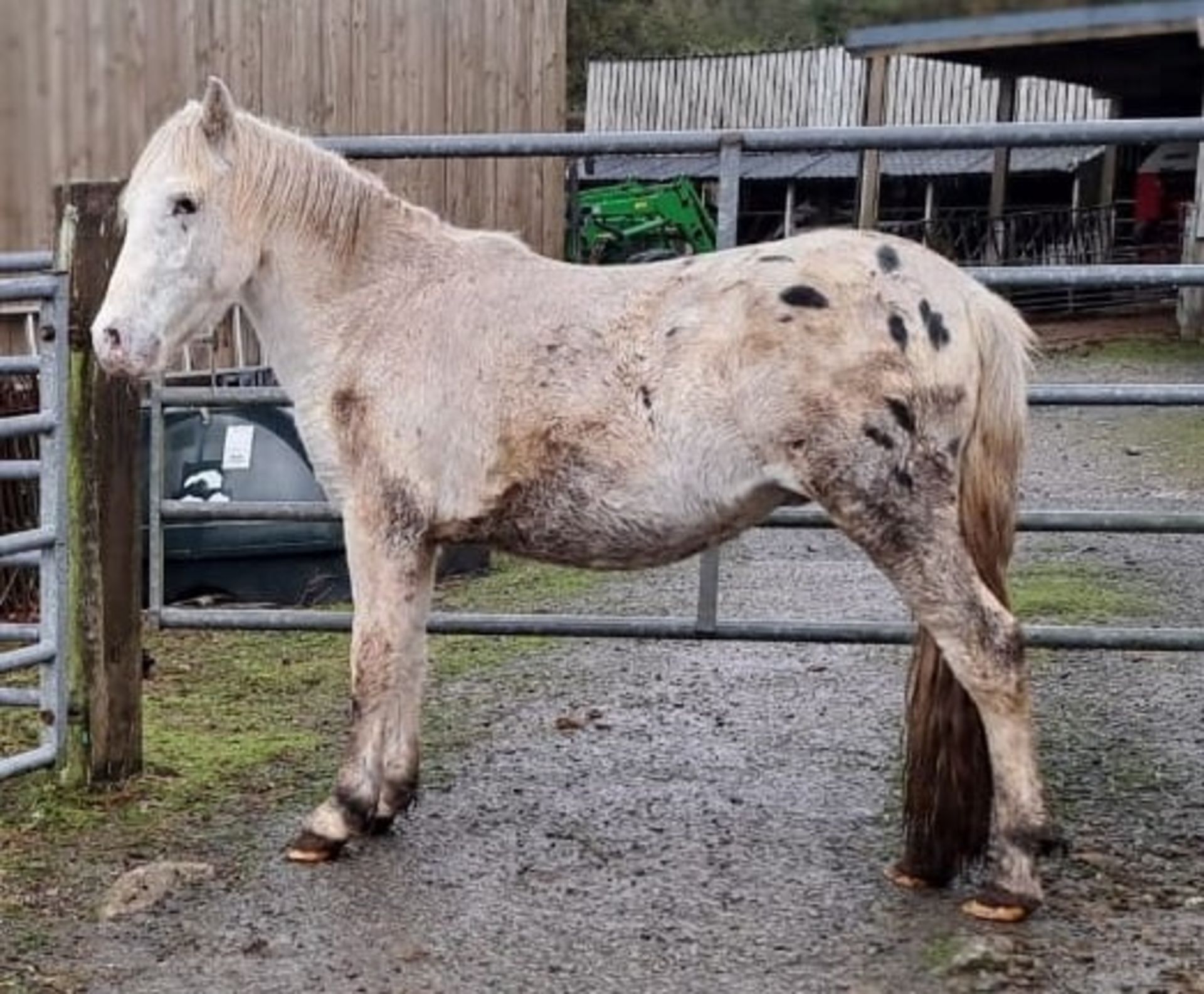 'WAYTOWN' DARTMOOR HILL PONY SPOTTED COLT APRROX 2 YEARS OLD - Image 4 of 7