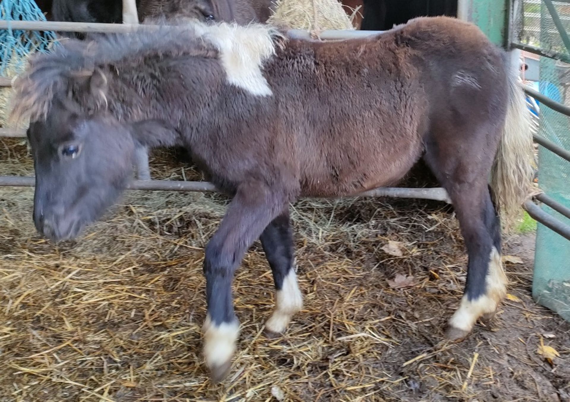 'CATOR' DARTMOOR HILL PONY PIEBALD FILLY FOAL - Image 4 of 10