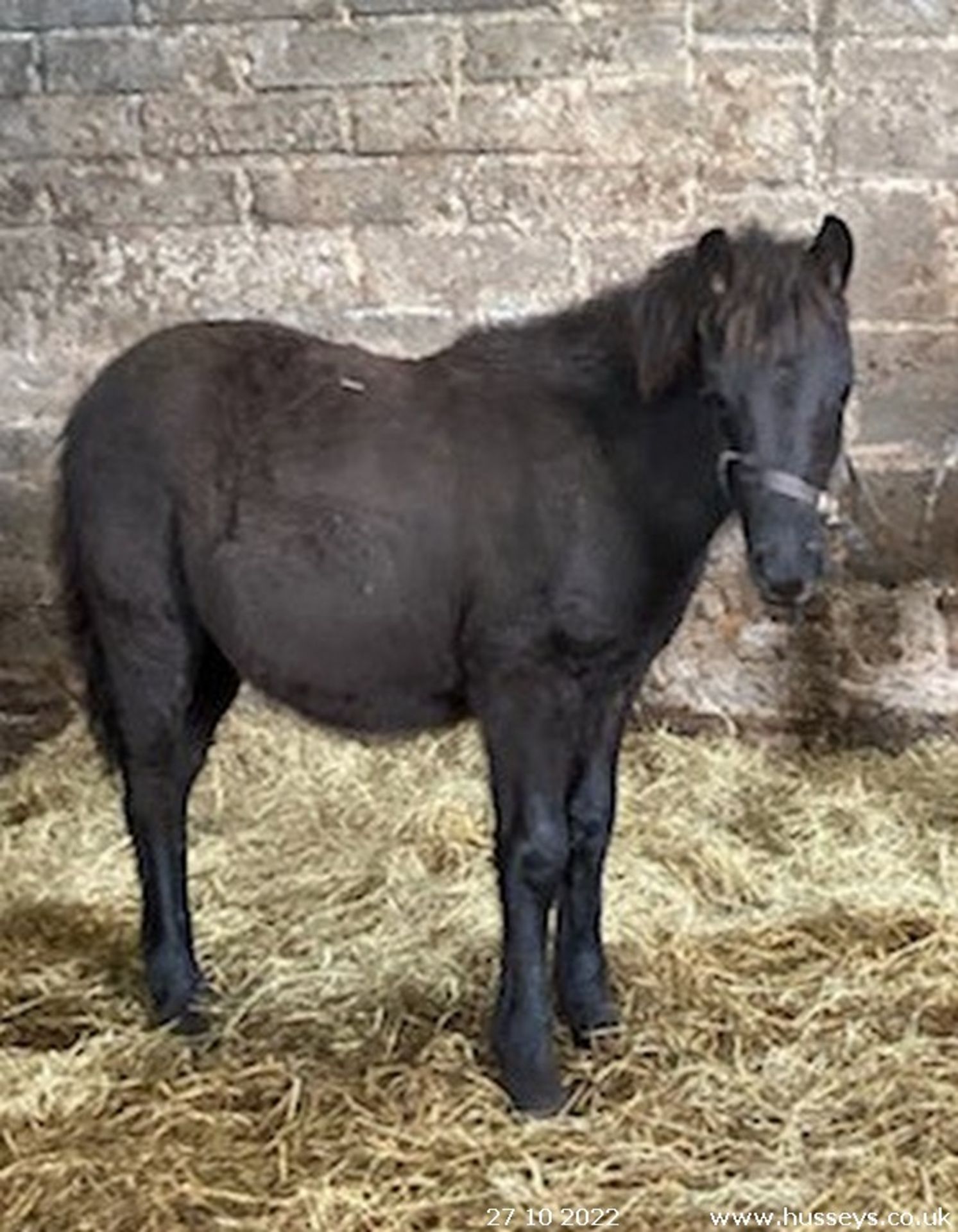 'FOXWORTHY' DARTMOOR HILL PONY BLACK FILLY FOAL - Image 2 of 3