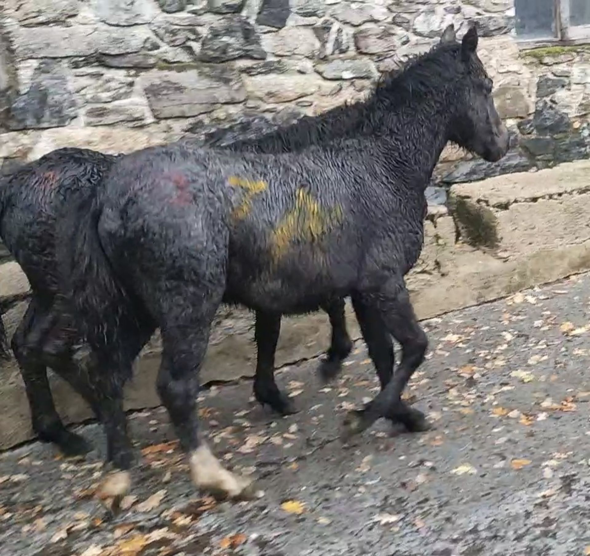 'LEIGH TOR' DARTMOOR HILL PONY IRON GREY FILLY FOAL - Image 4 of 4