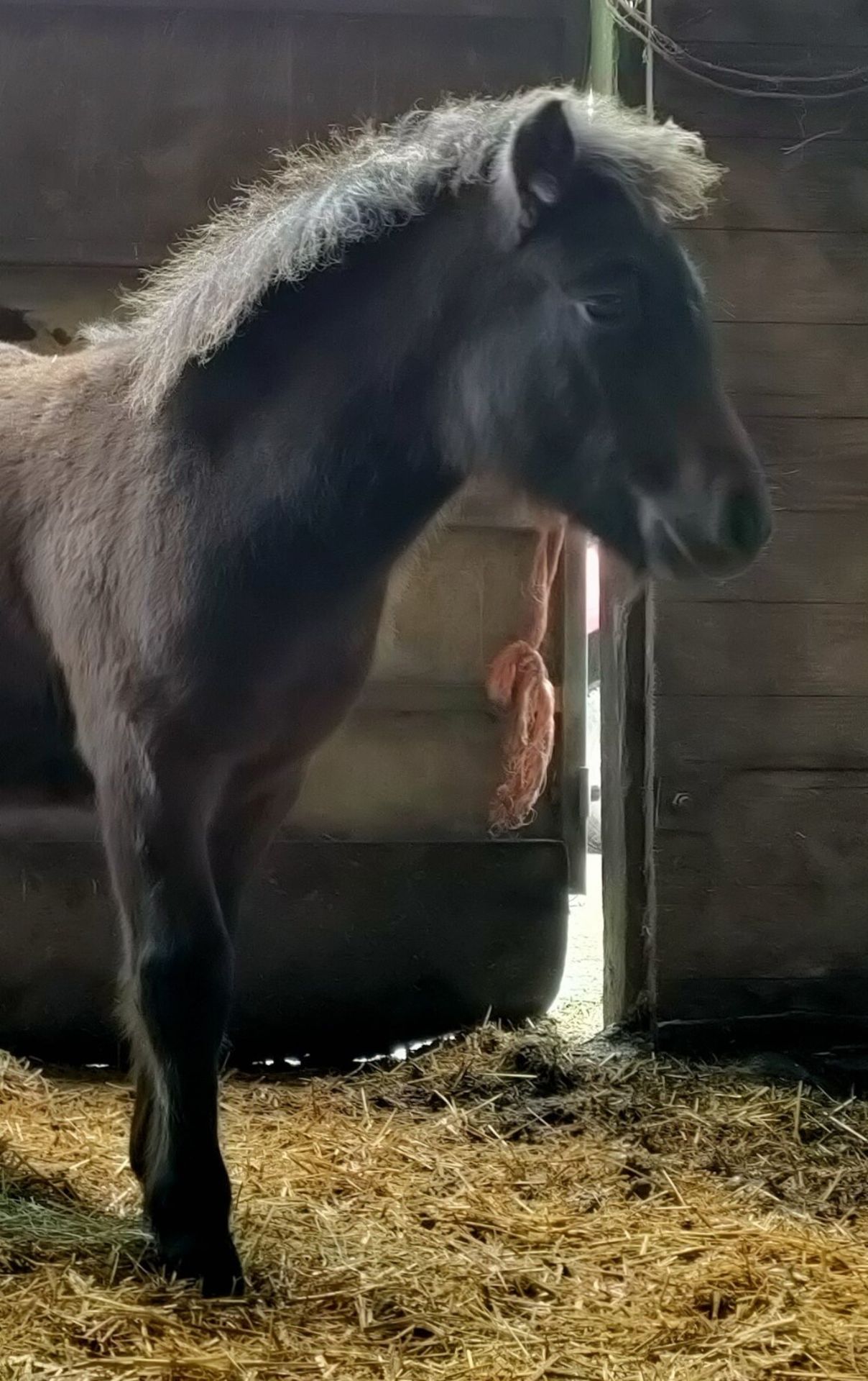 'VIXEN QUEEN'S PROTECTOR' SHETLAND X BAY COLT APPROX 6 MONTHS OLD - Image 6 of 7