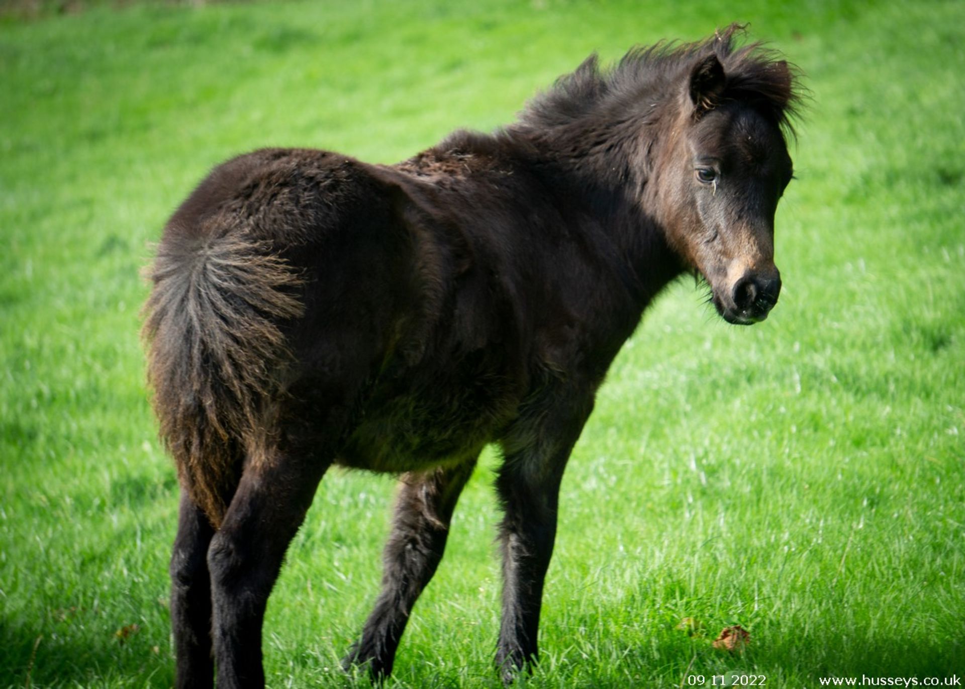 'HOLNE COURT HERBY' DARTMOOR HILL PONY DARK BAY COLT APPROX 6 MONTHS OLD