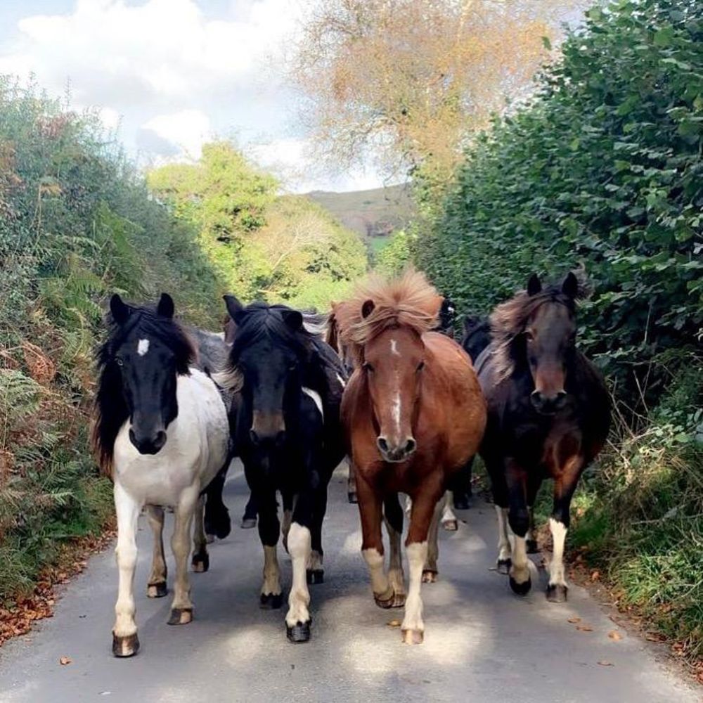 Online Auction of Horses and Ponies.  In association with 'Friends of the Dartmoor Hill Pony'