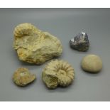 A collection of fossils and minerals