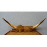 A pair of Highland cow horns on a wooden mount