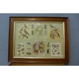 An early 20th Century oak framed ornithological print